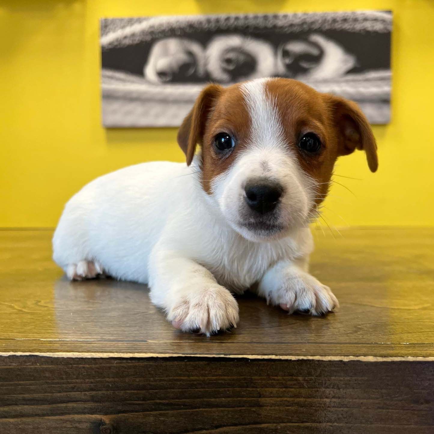 jack Russell terrier puppies jack Russell puppies for sale