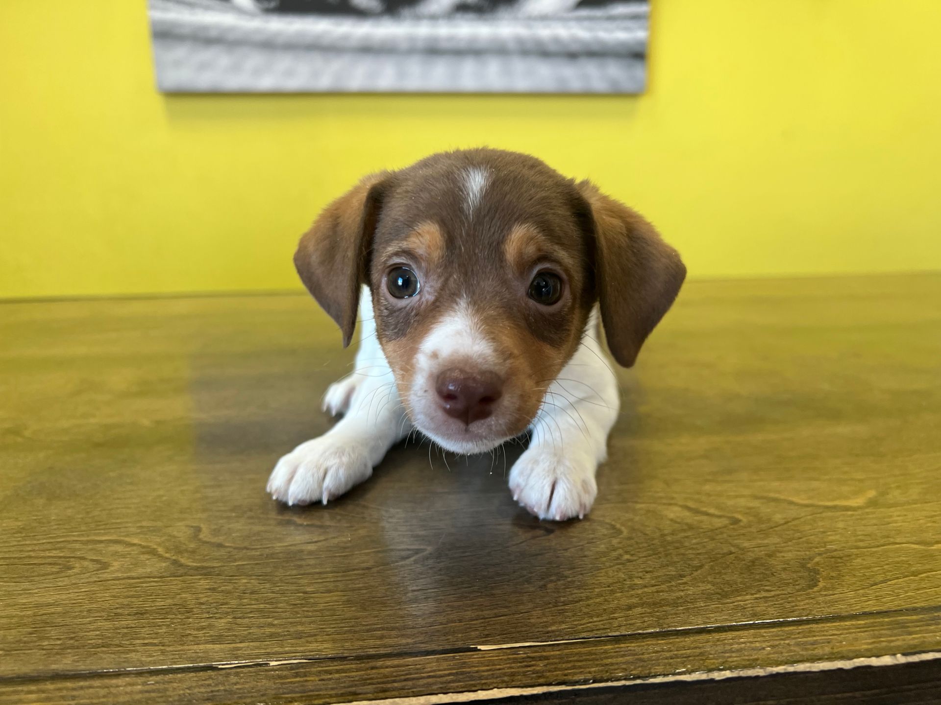 Jack Russell terrier puppies New York