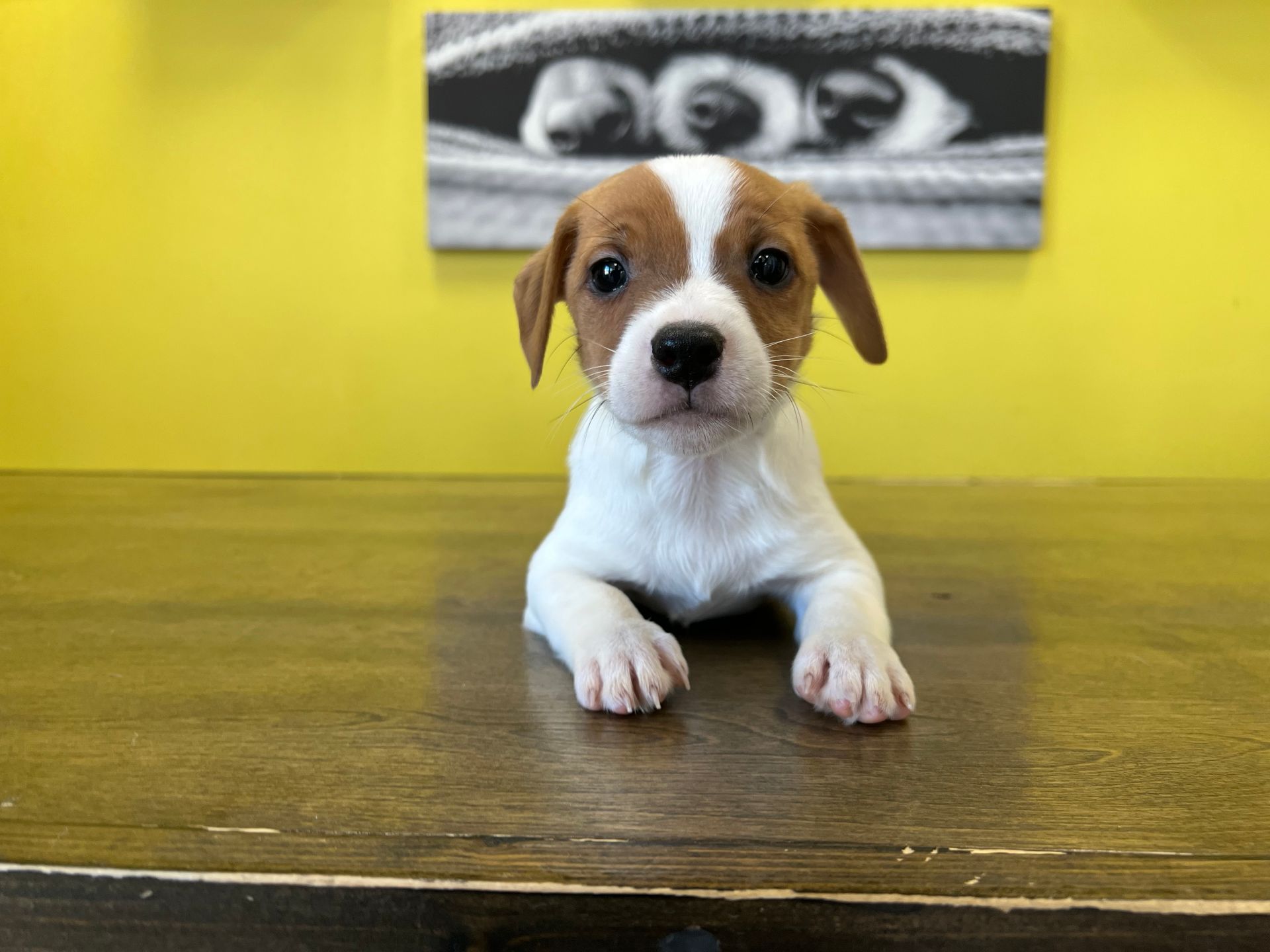 Jack Russell terrier puppies for sale New York