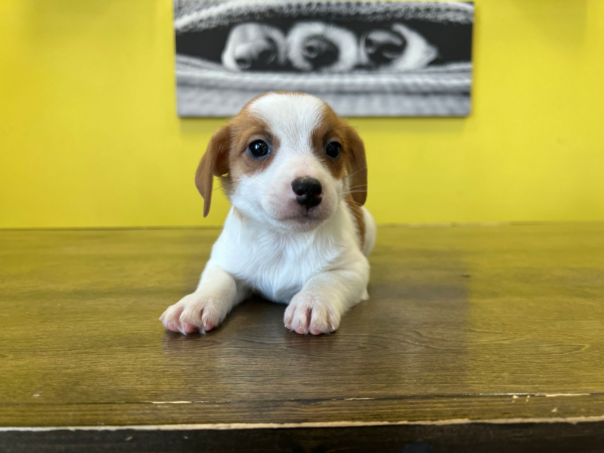 Jack Russell puppies New York