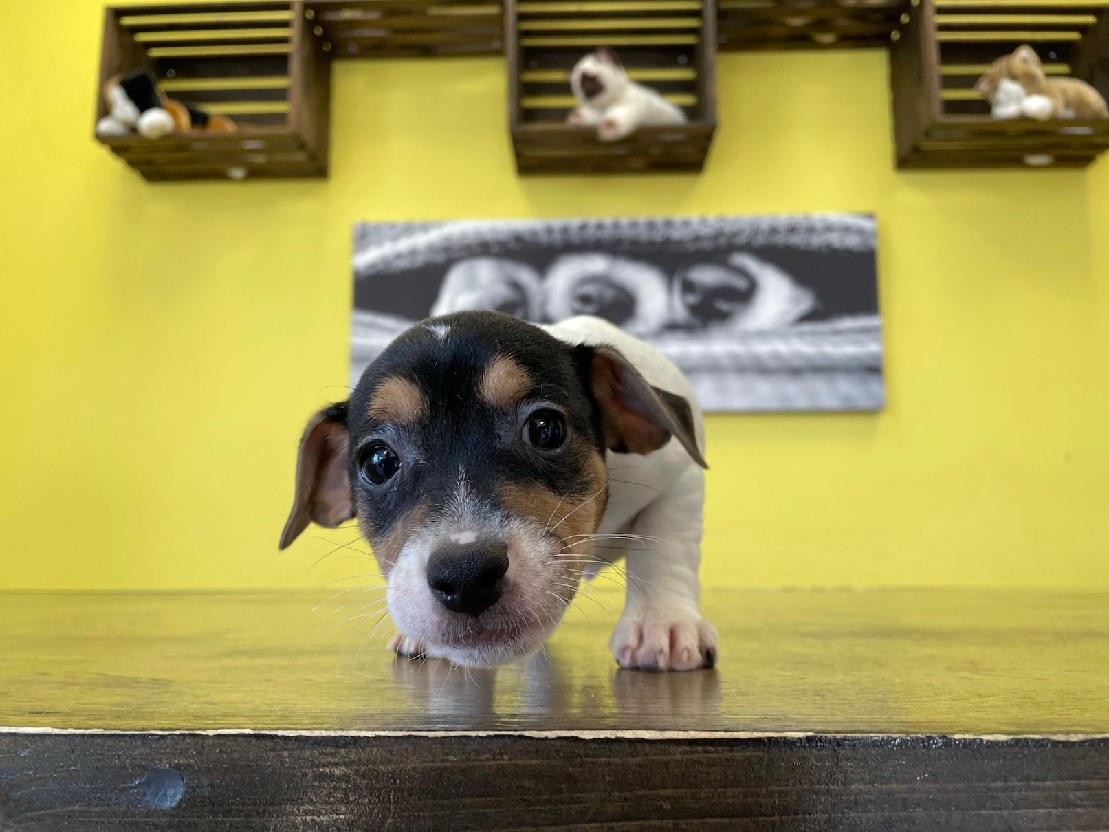 Jack Russell terrier puppies for sale New York