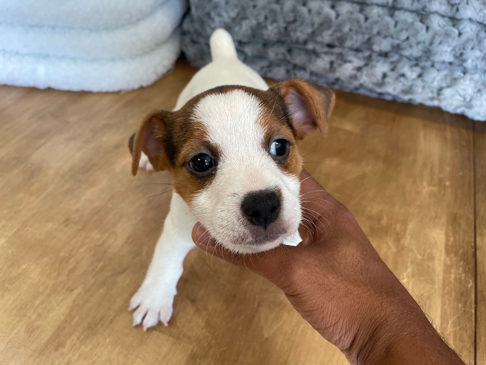 Jack Russell terrier puppies New York