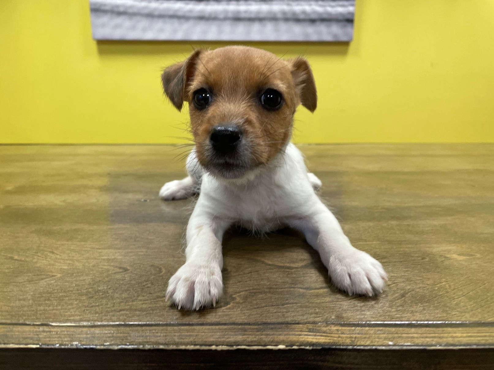 Jack Russell terrier puppies for sale New York