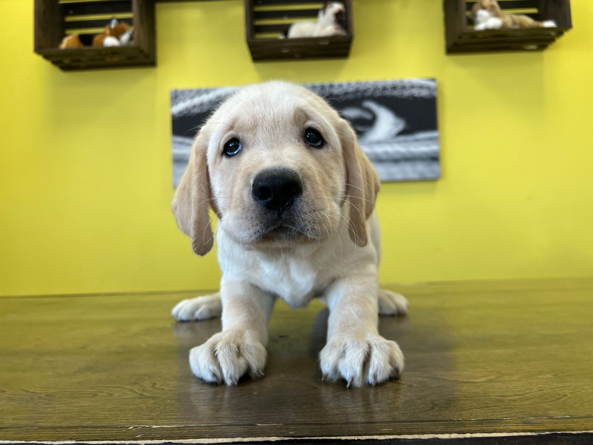 Labrador Retriever puppies New York