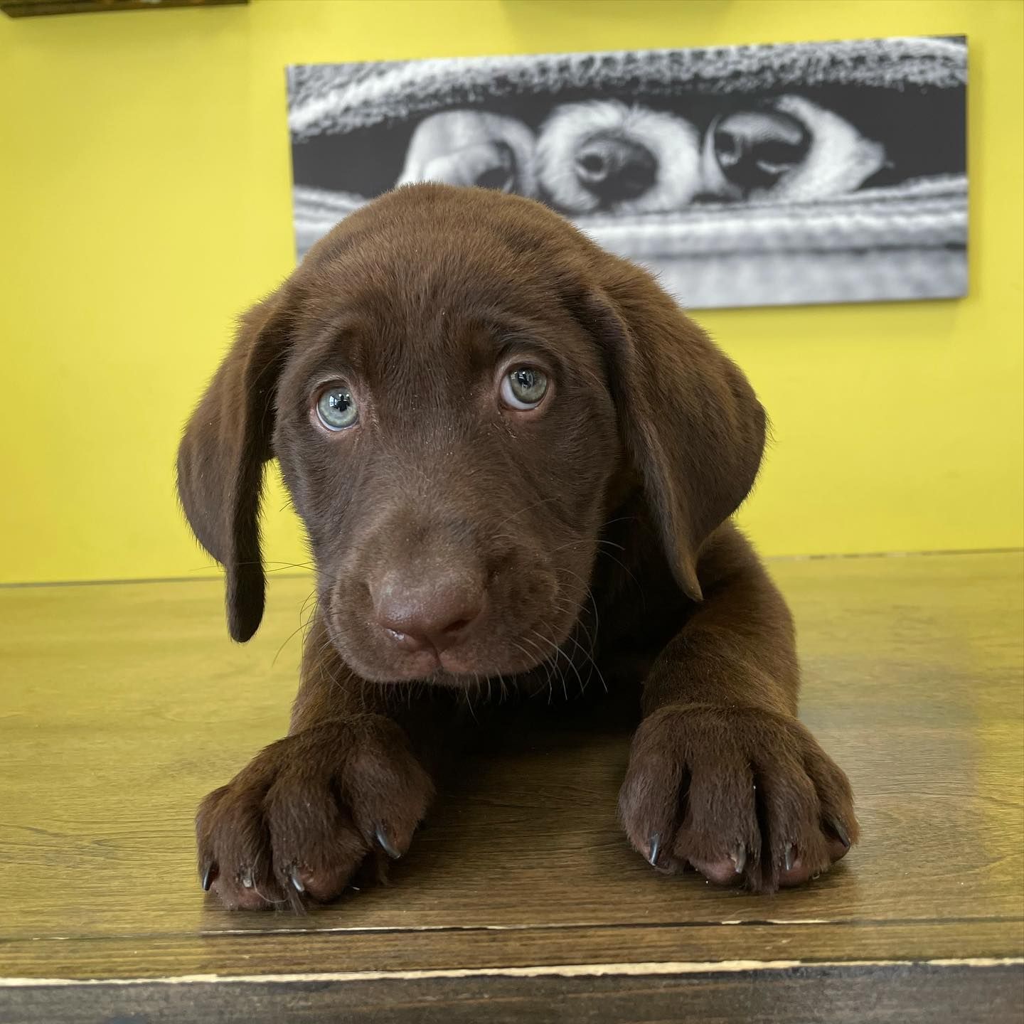 labrador retriever puppies for sale