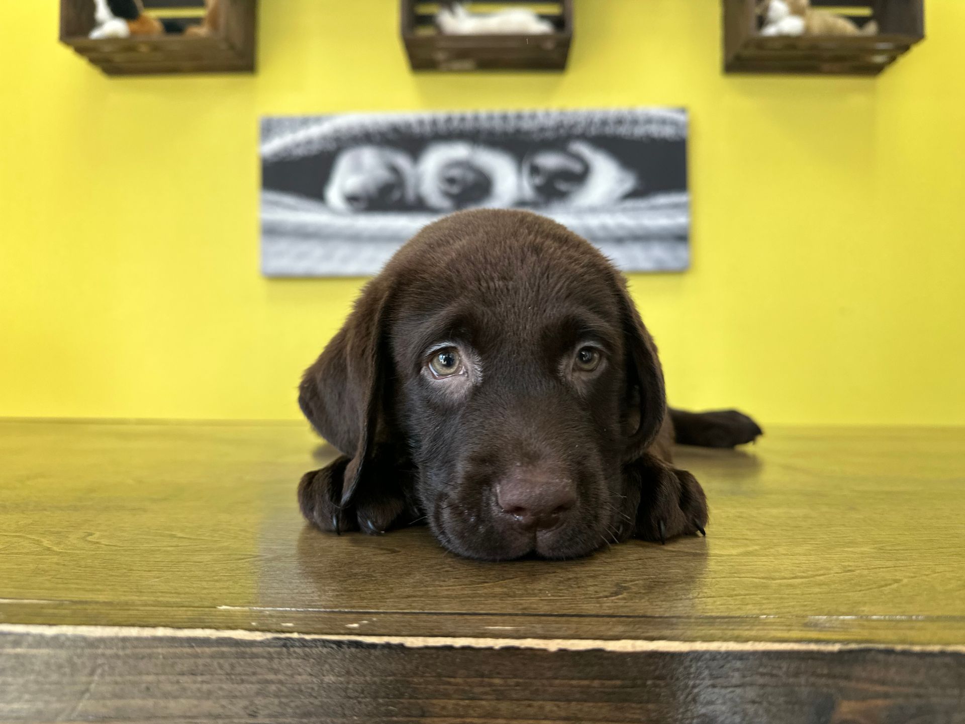 Labrador Retriever puppies for sale New York