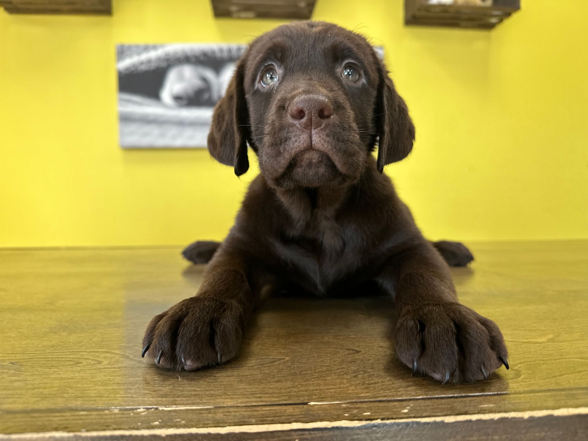 Labrador Retriever puppies New York
