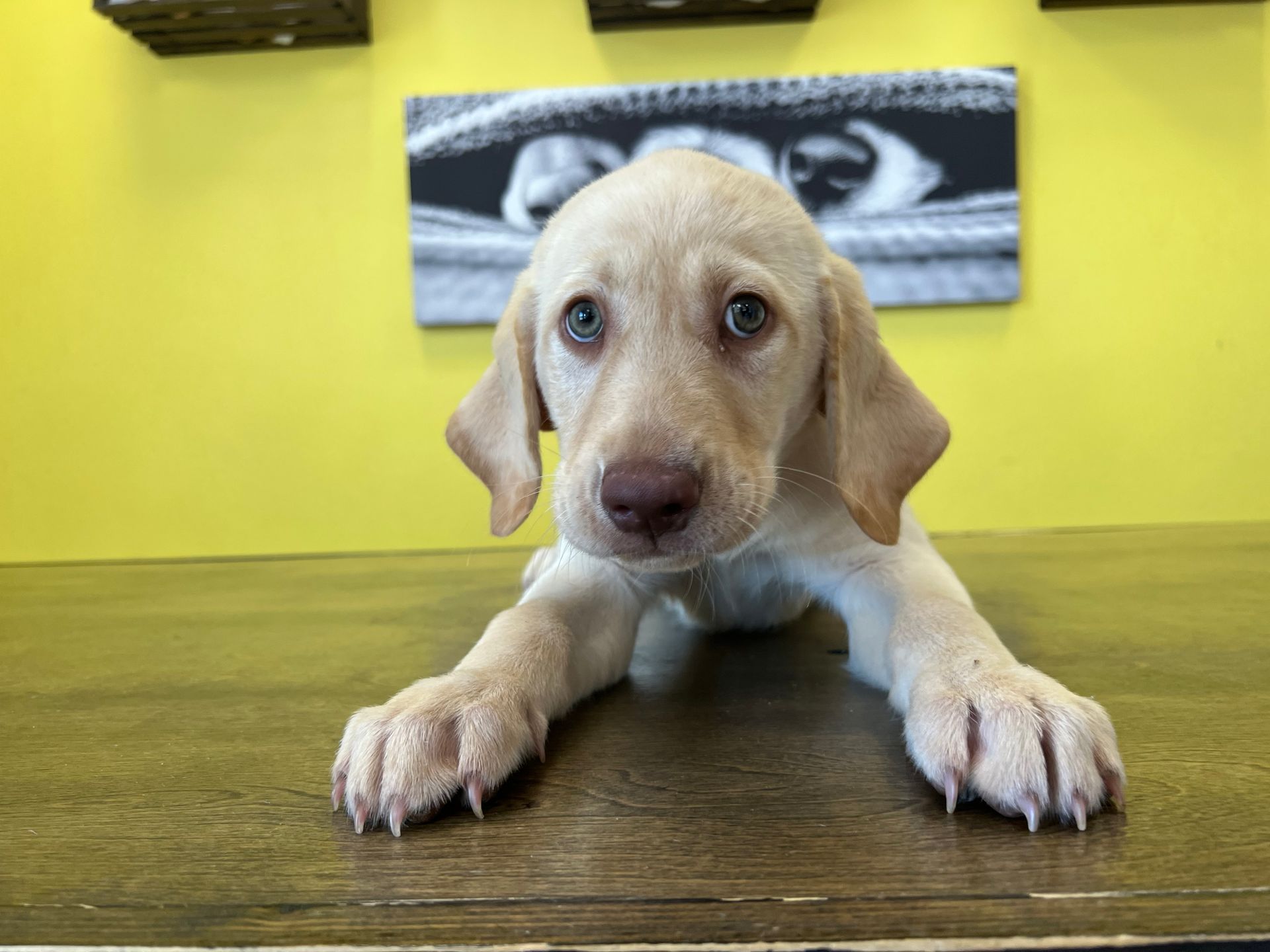 Labrador Retriever puppies for sale New York