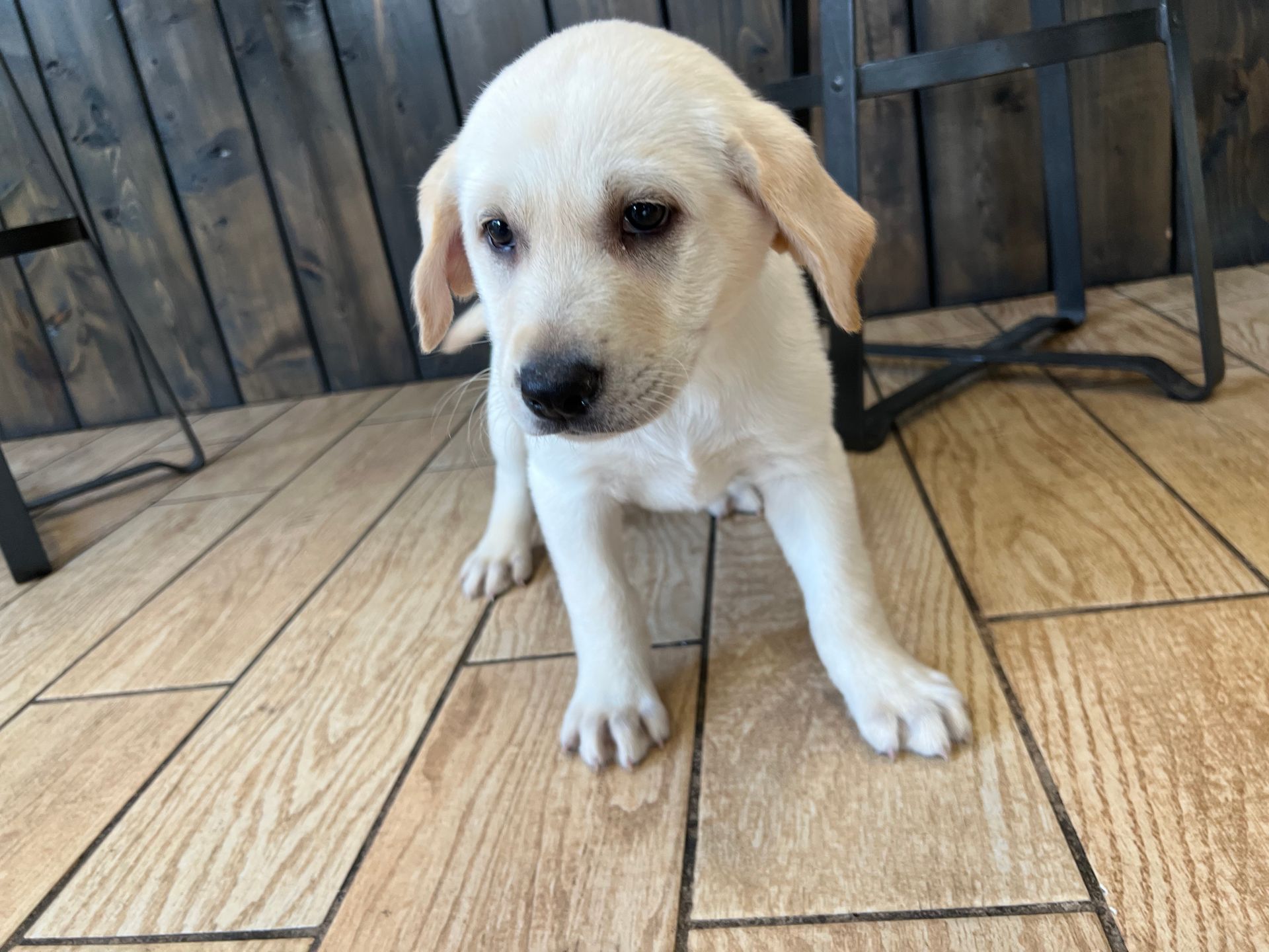 Labrador Retriever puppies New York
