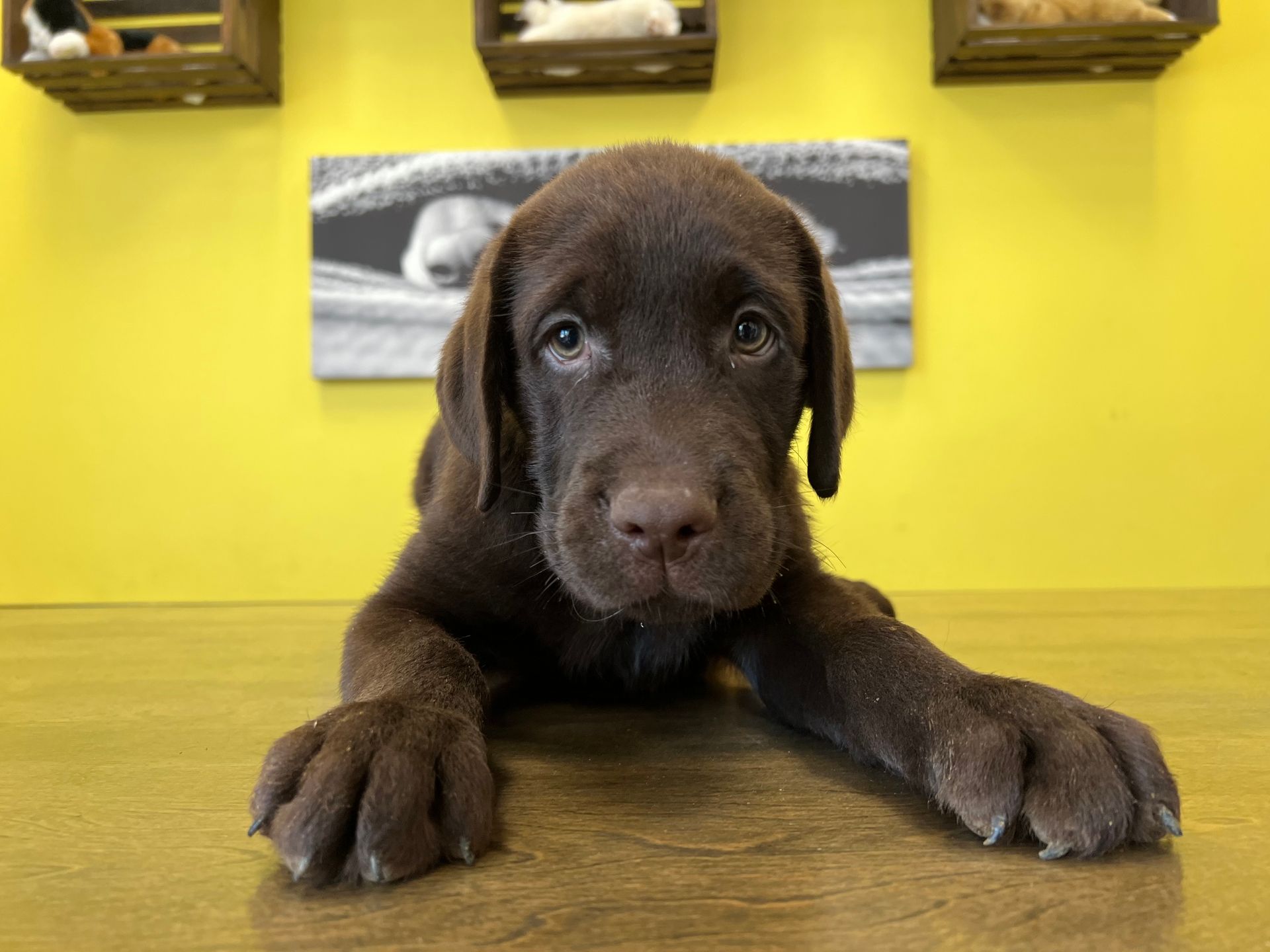 Labrador Retriever puppies for sale New York