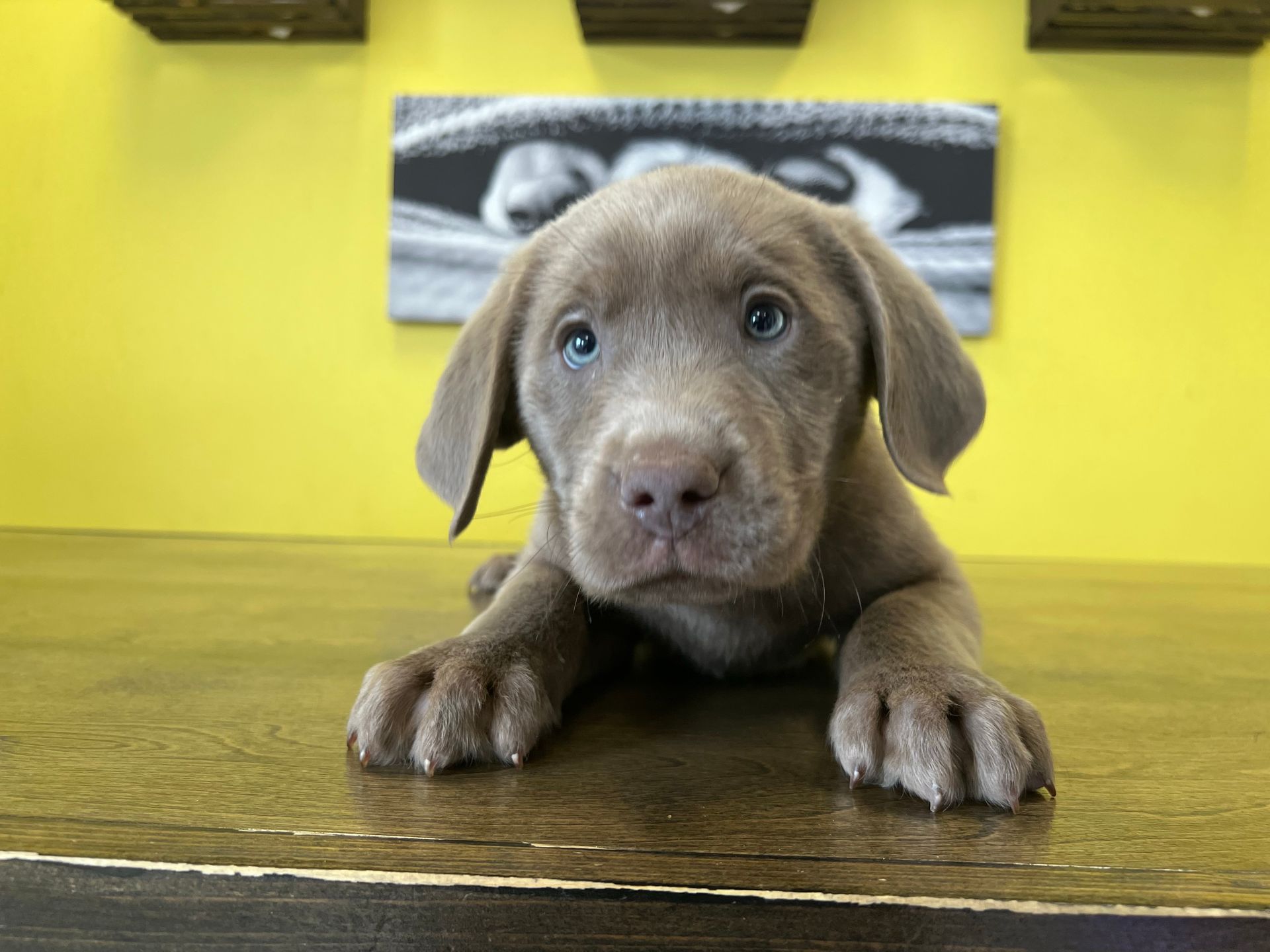Labrador Retriever puppies New York