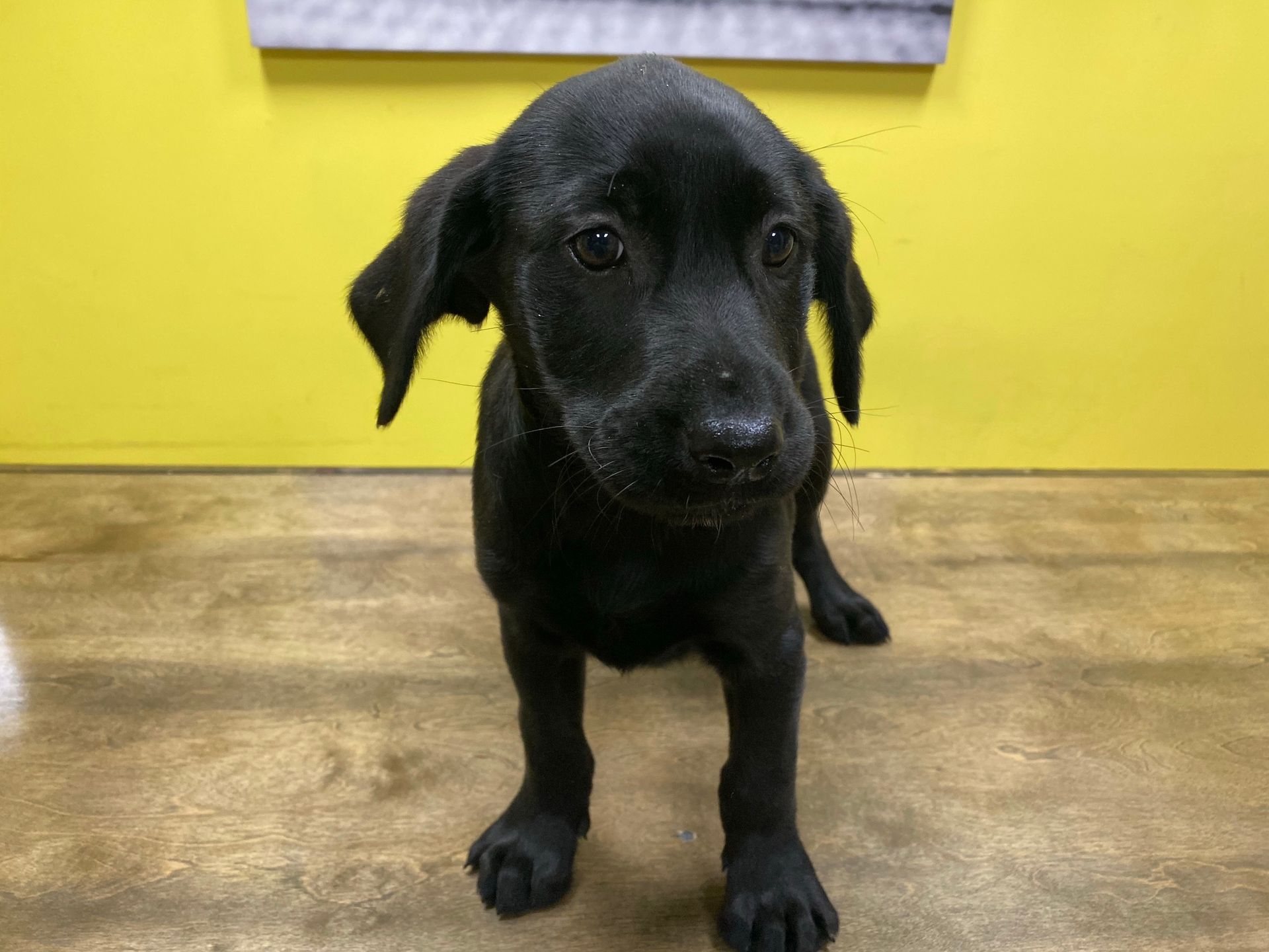 Labrador Retriever puppies for sale New York