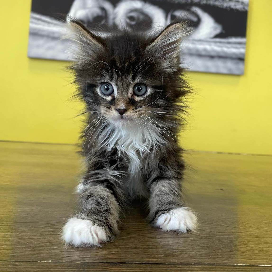 maine coon kittens maine coon kittens for sale