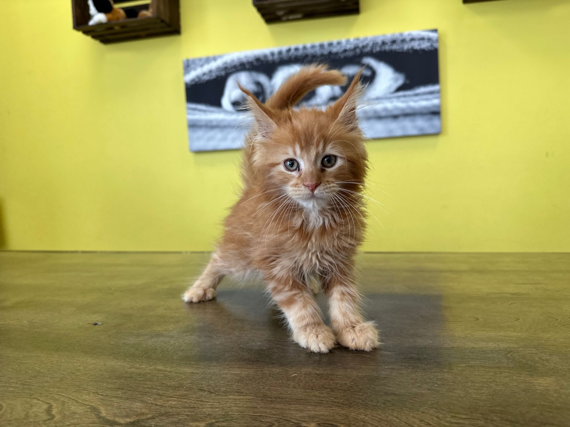 Maine Coon Kittens New York