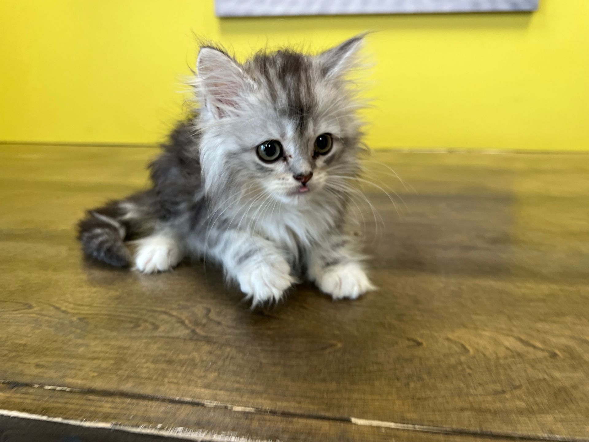 Maine Coon Kittens for sale New York