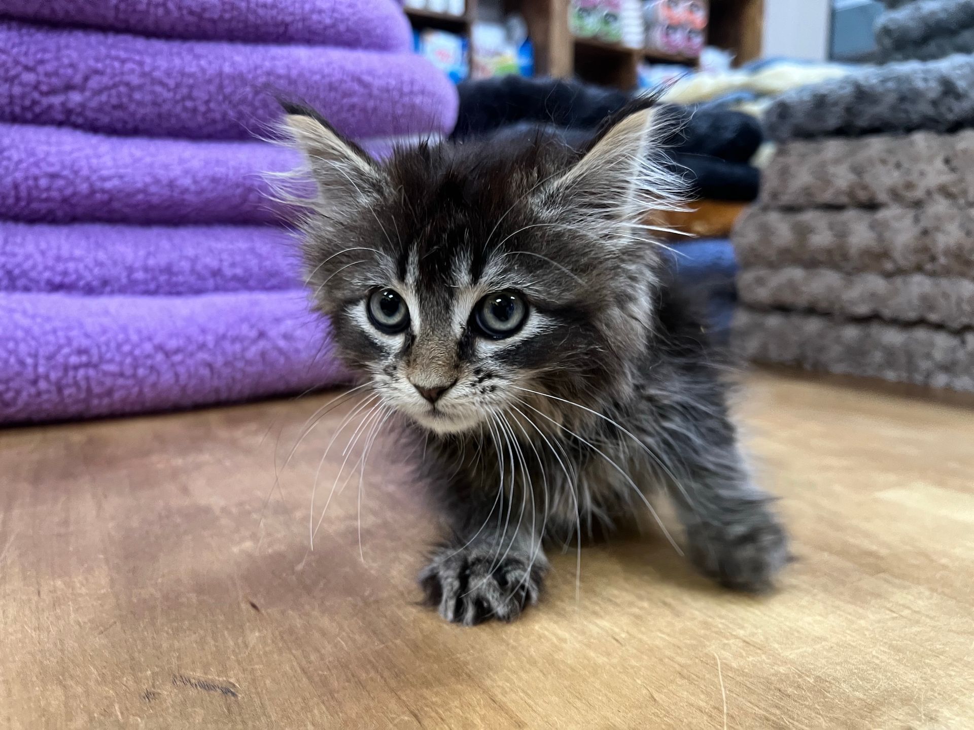 Maine Coon Kittens New York