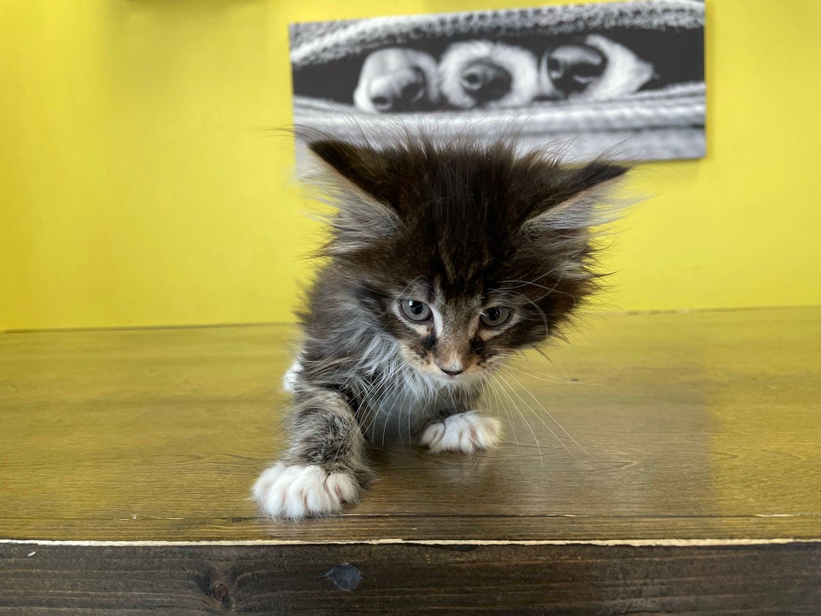 Maine Coon Kittens for sale New York