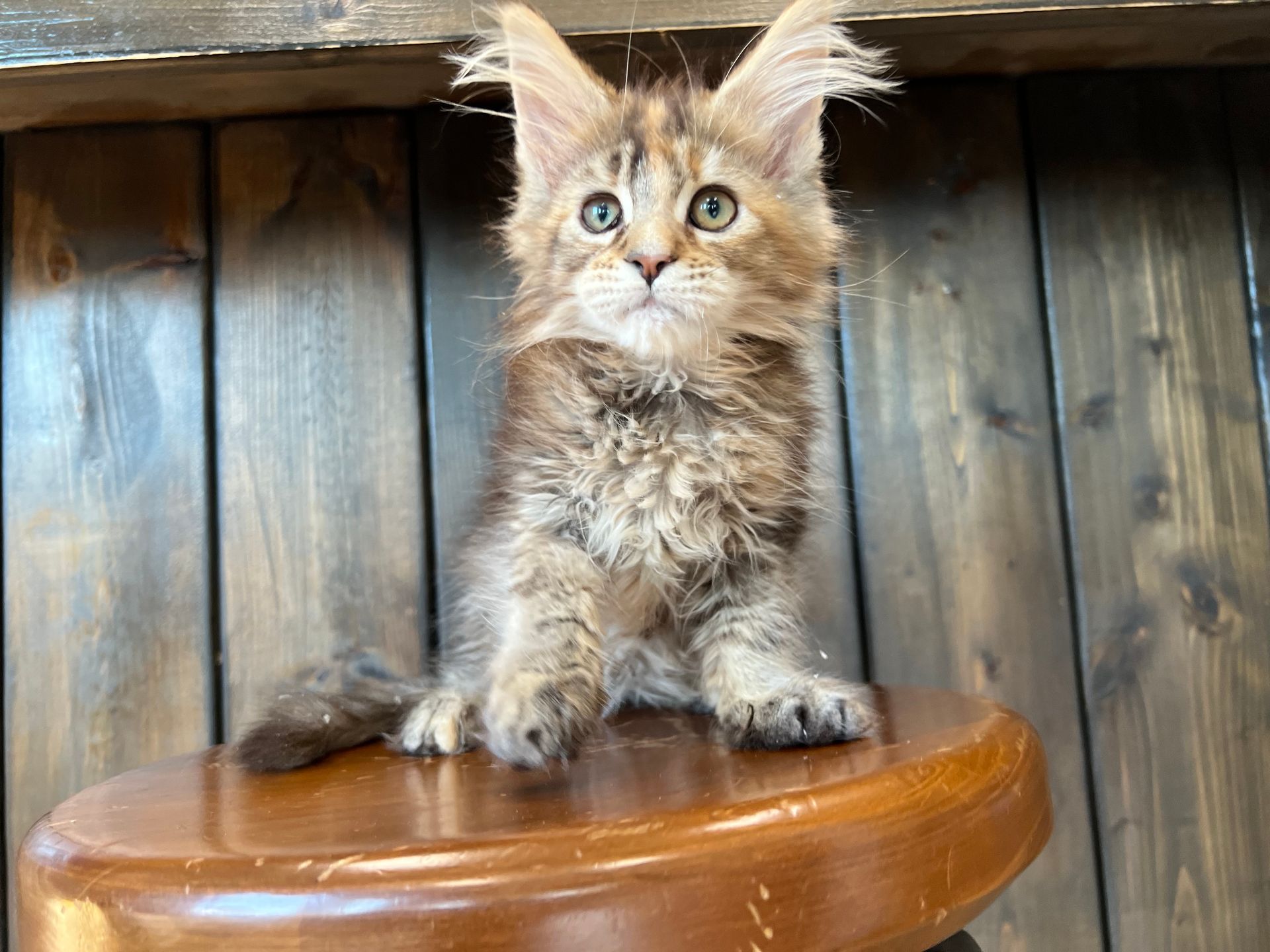 Maine Coon Kittens New York