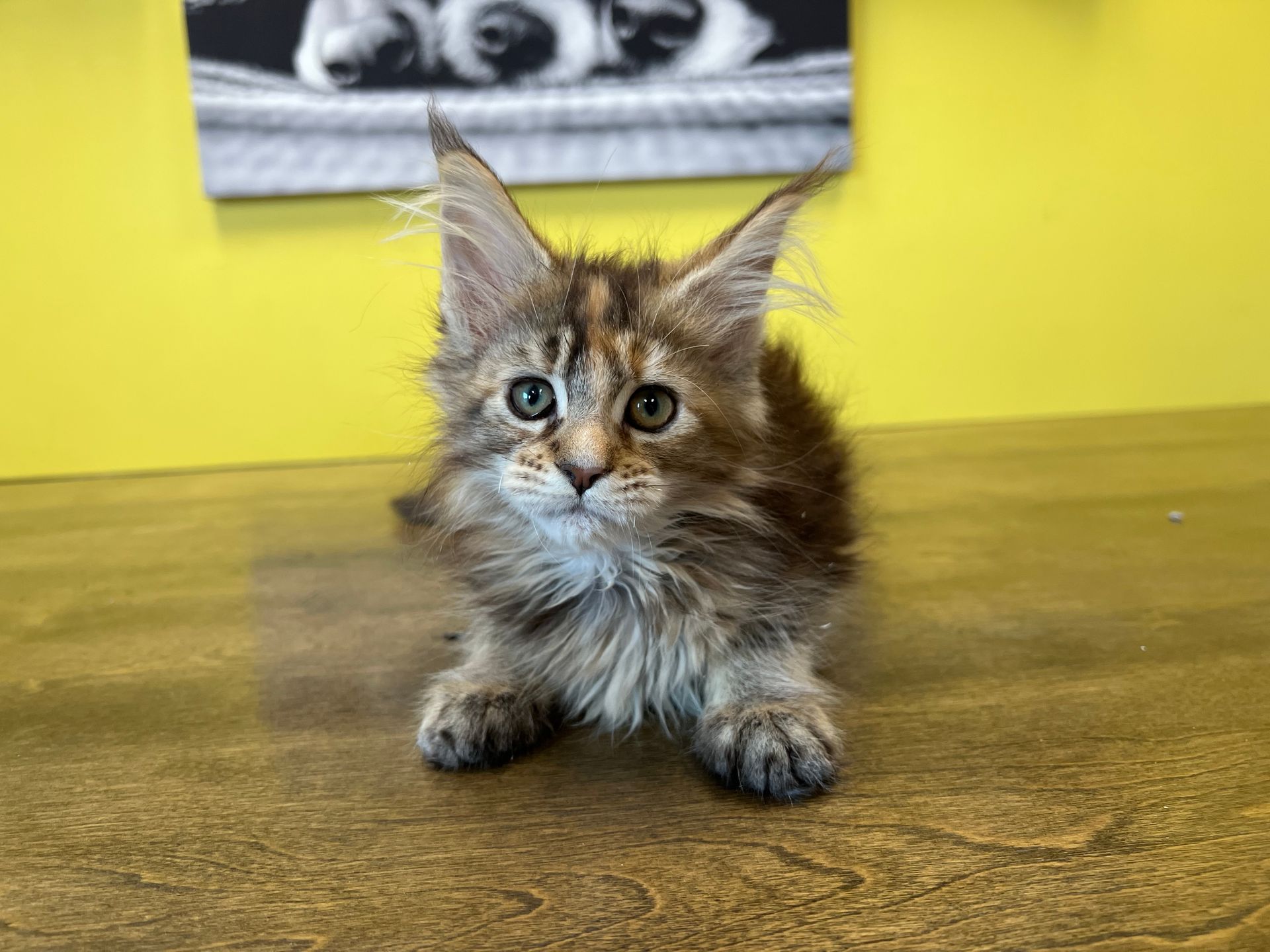 Maine Coon Kittens for sale New York