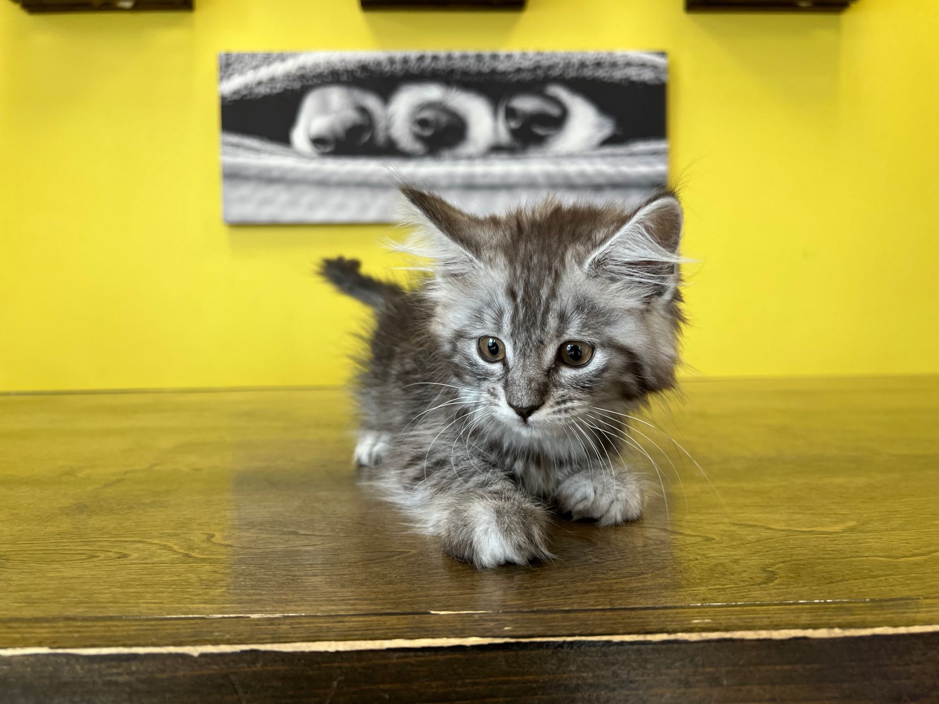 Maine Coon Kittens New York