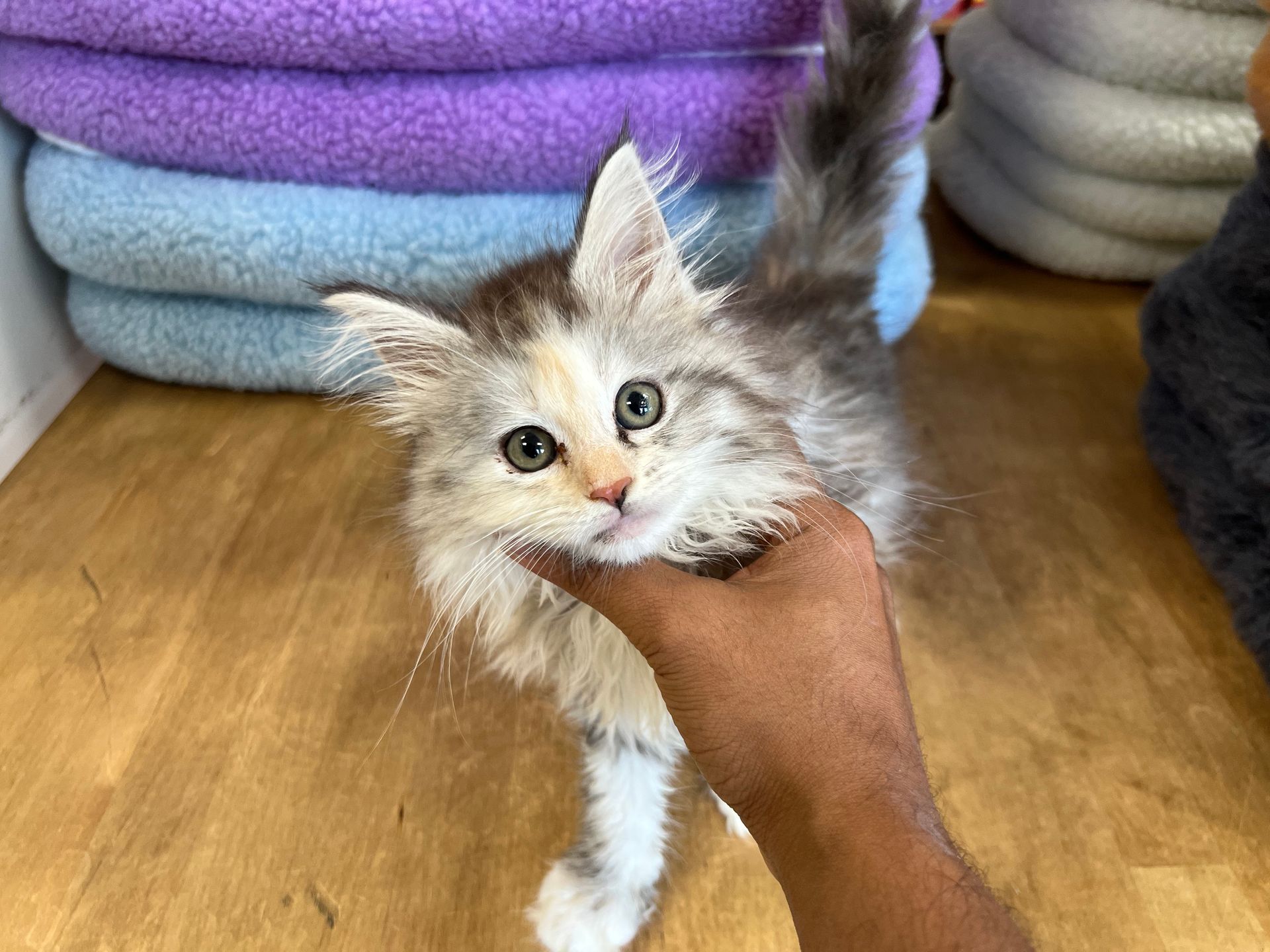 Maine Coon Kittens for sale New York