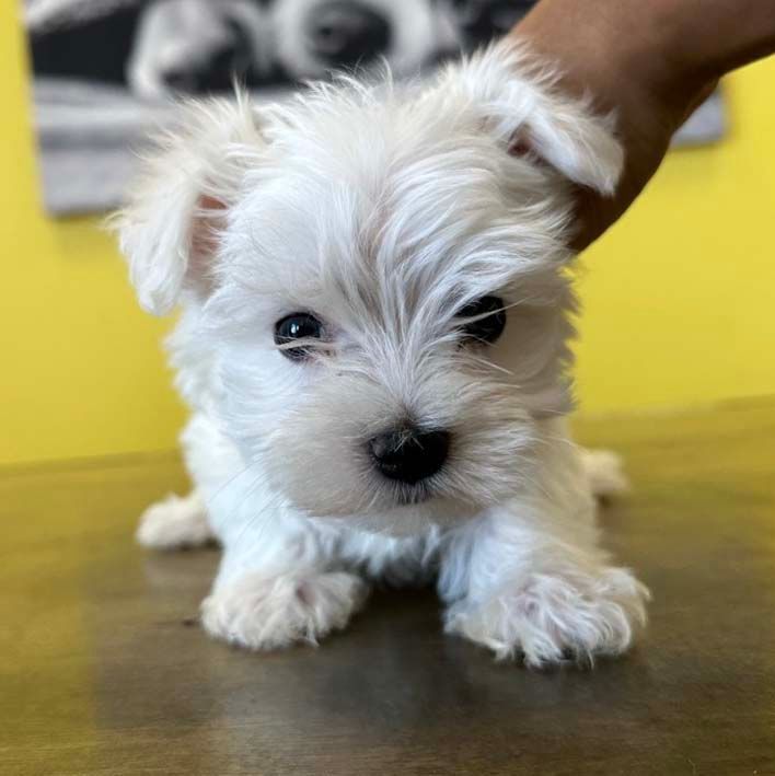 maltese puppies for sale