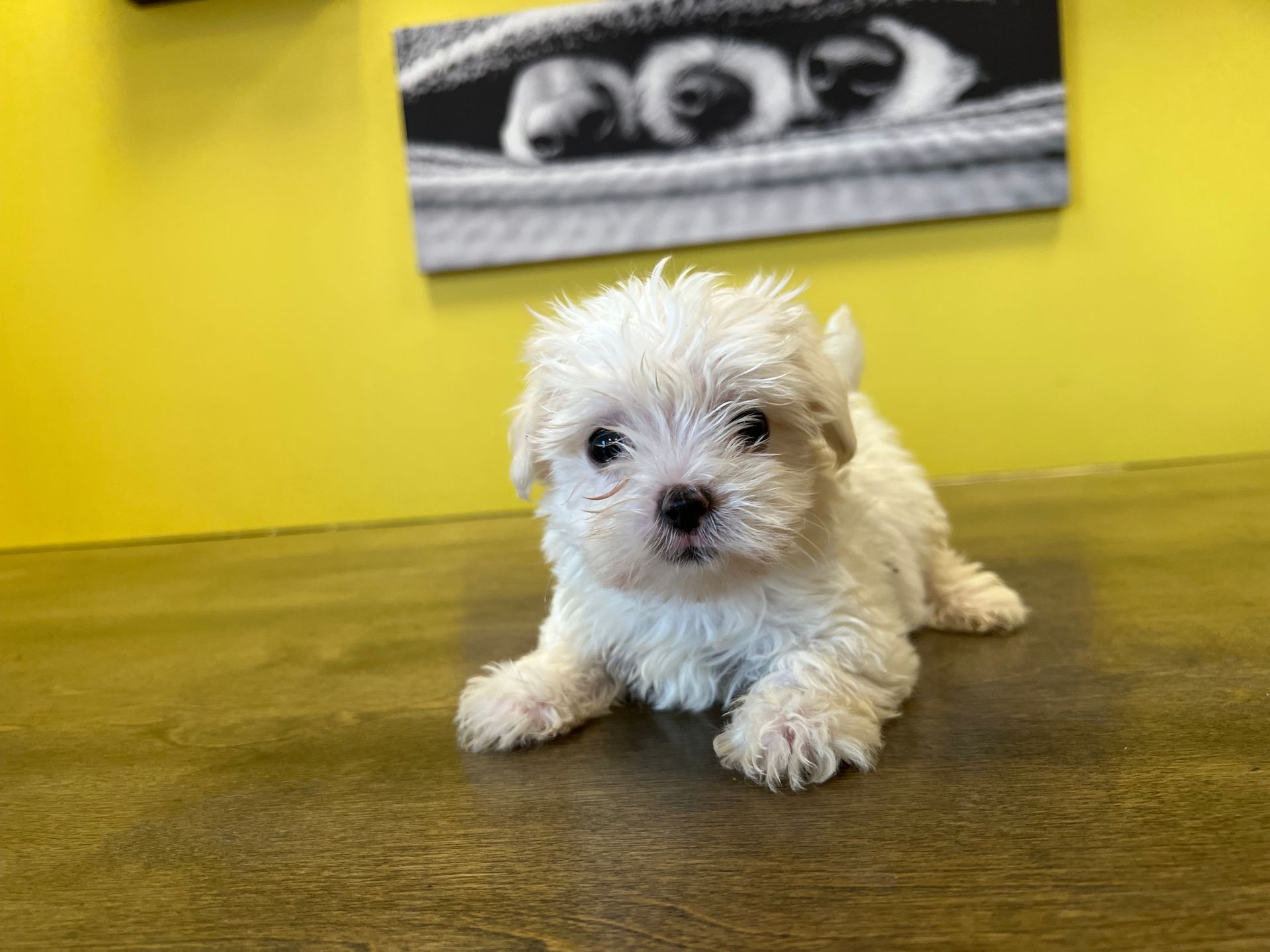 Maltese puppies New York