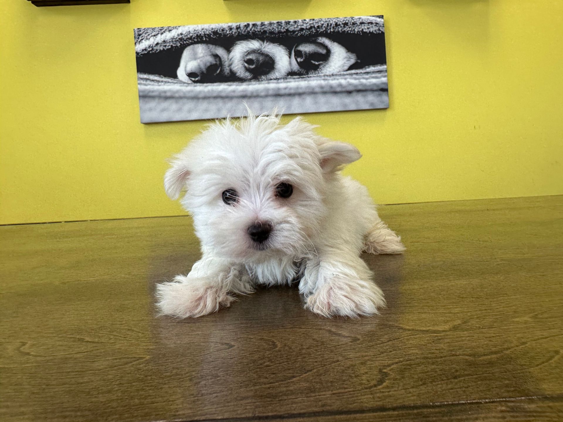 Maltese puppies for sale New York