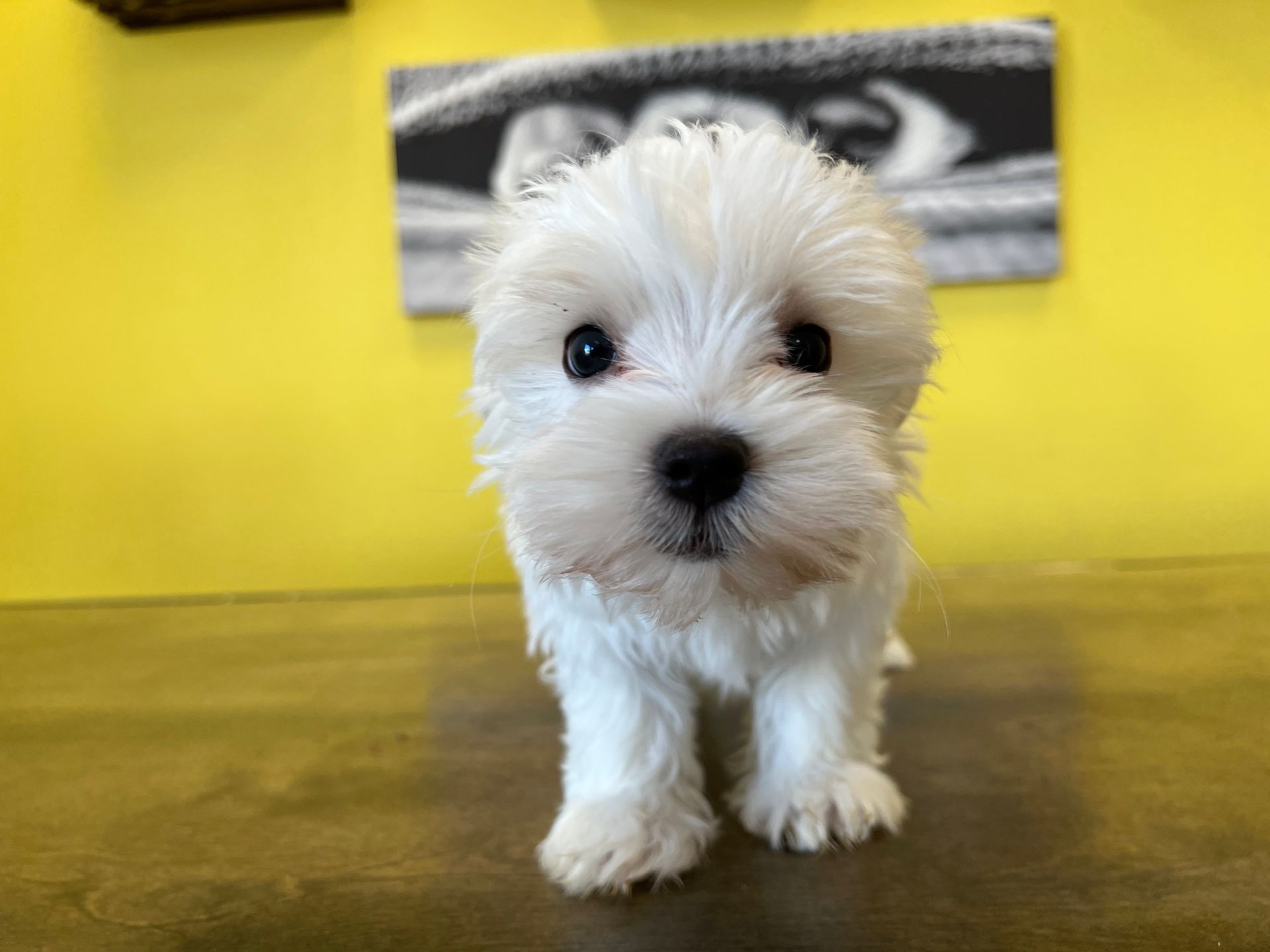Maltese puppies New York
