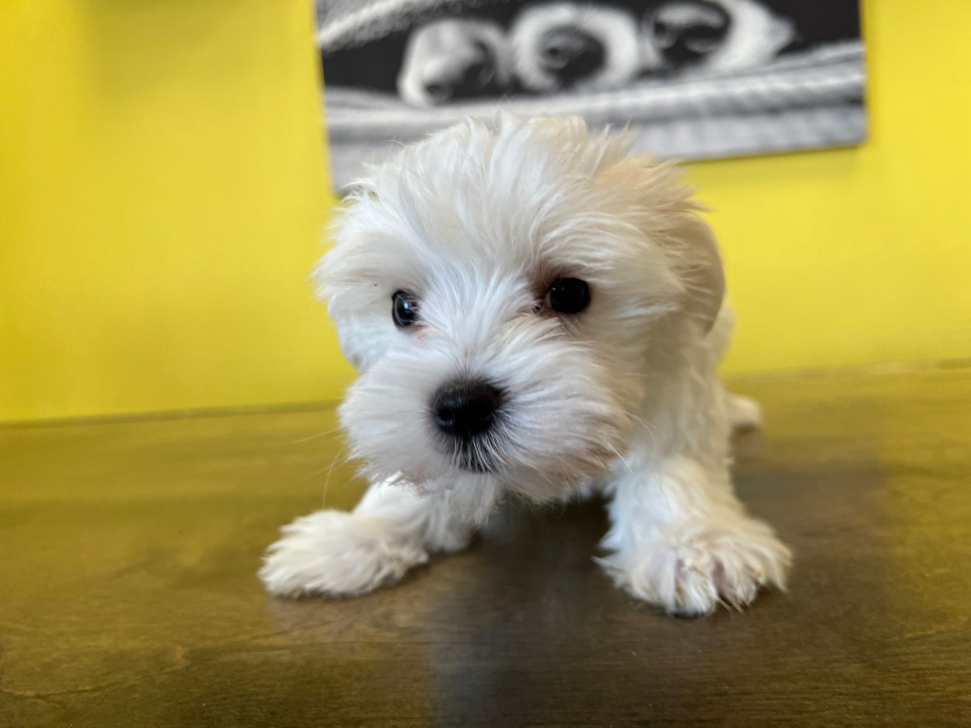 Maltese puppies New York