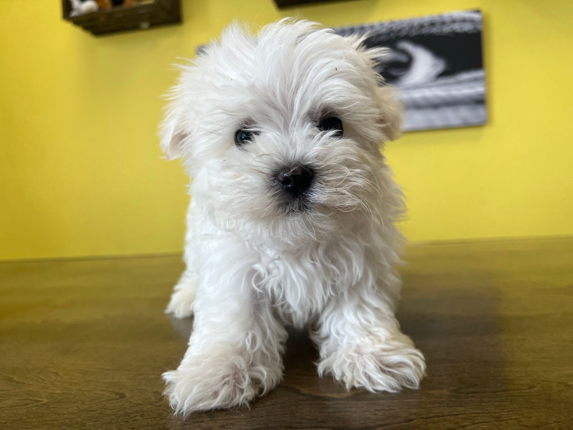 maltese puppies for sale New York