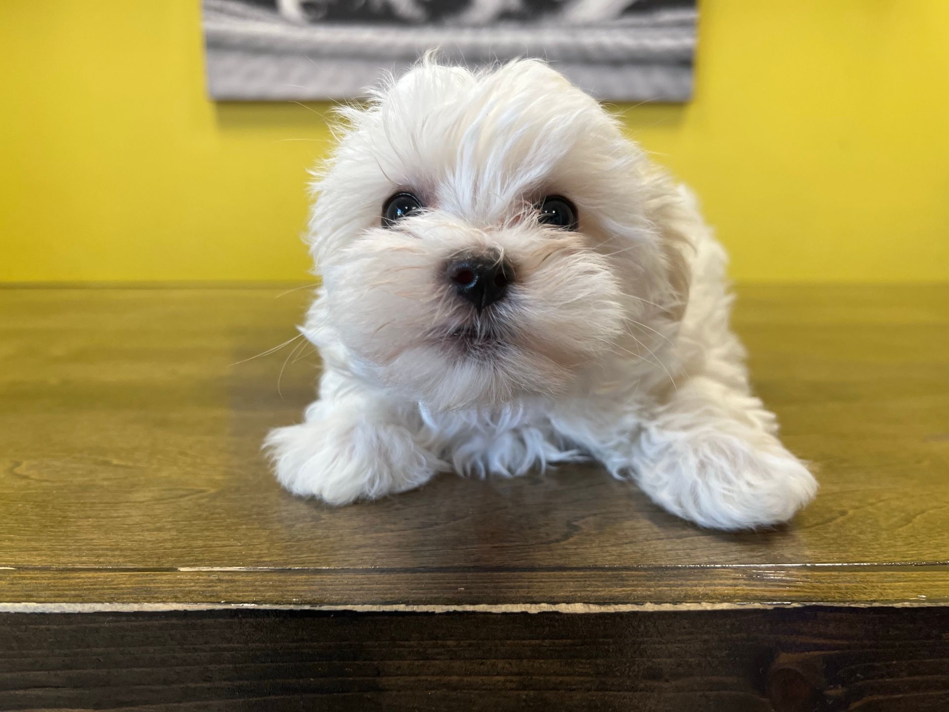 maltese puppies New York
