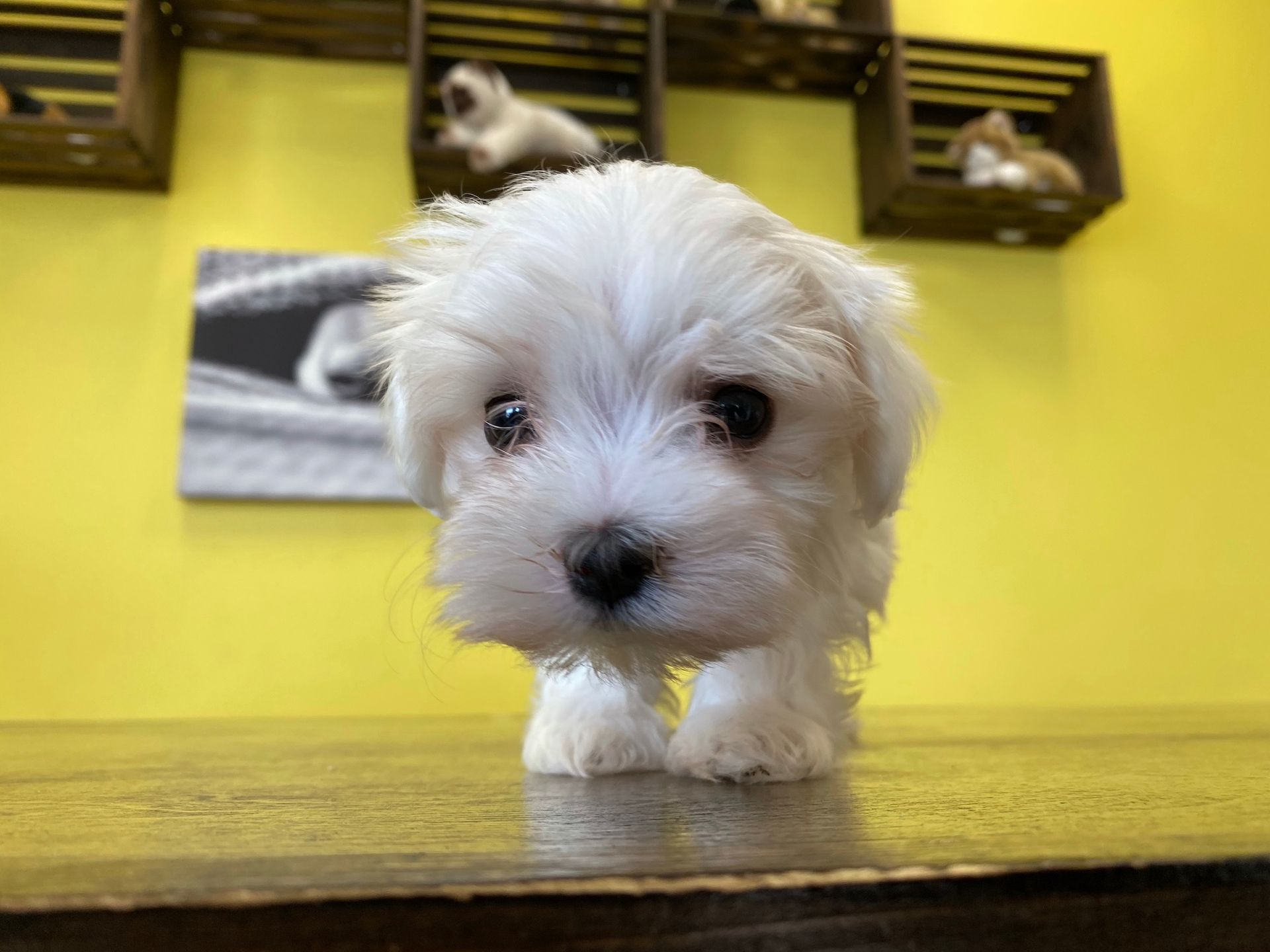 Maltese puppies for sale New York