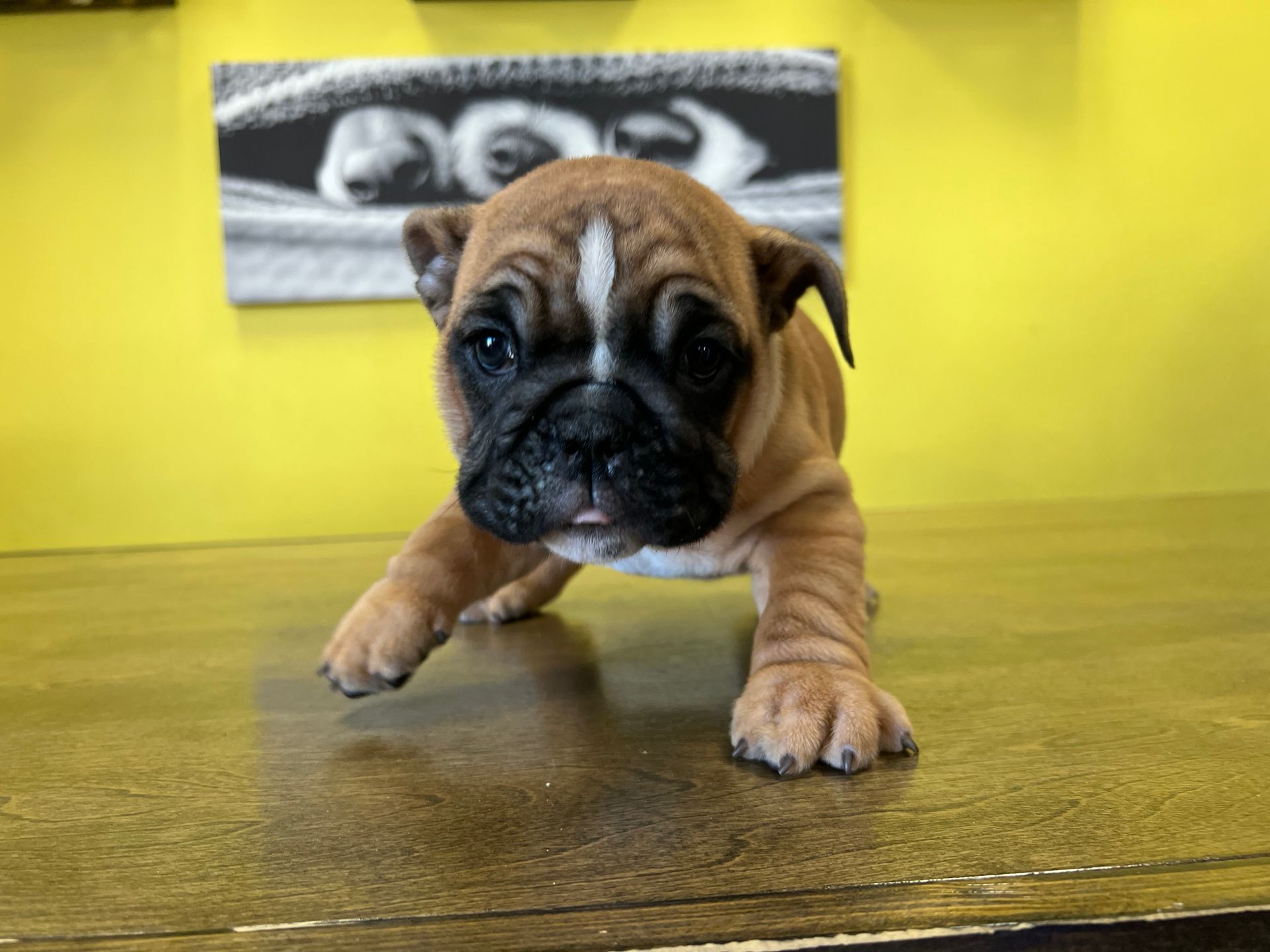 Mini Bulldog puppies New York