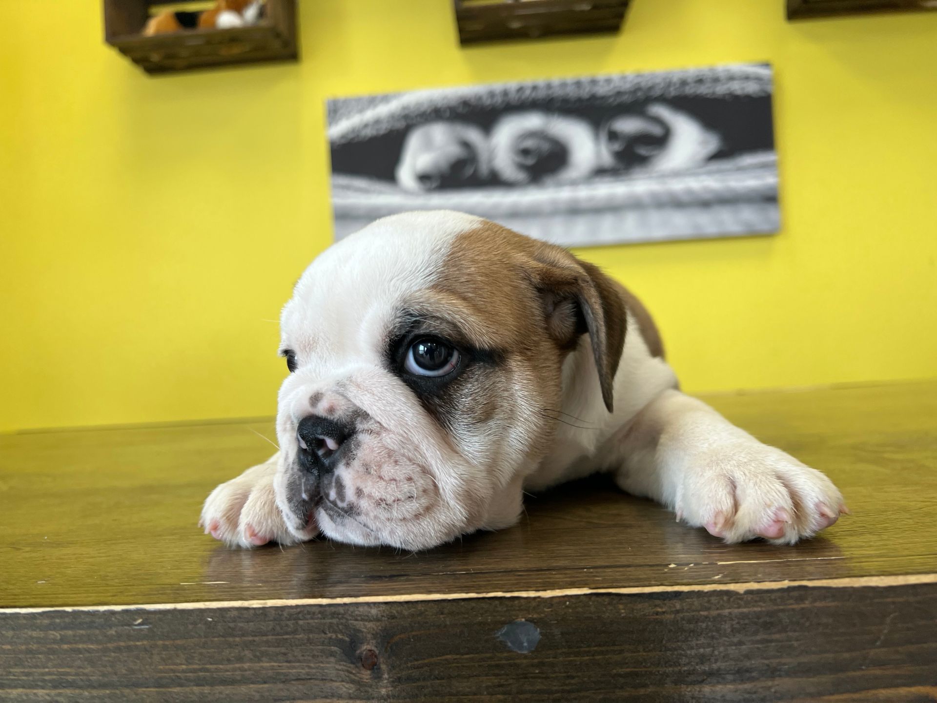 Mini Bulldog puppies for sale New York