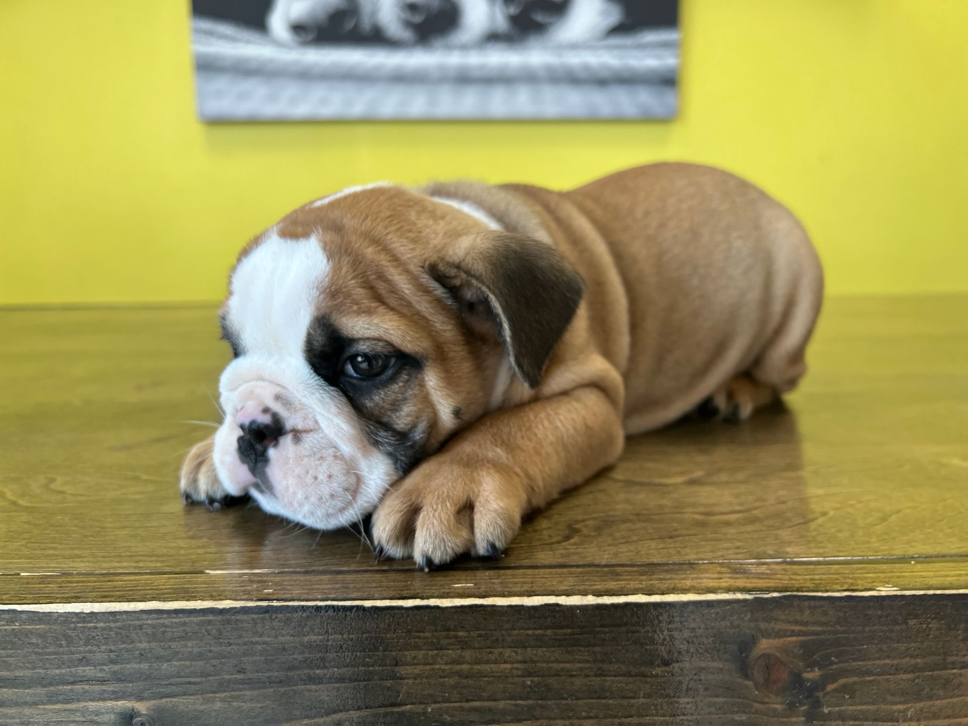 Mini Bulldog puppies New York