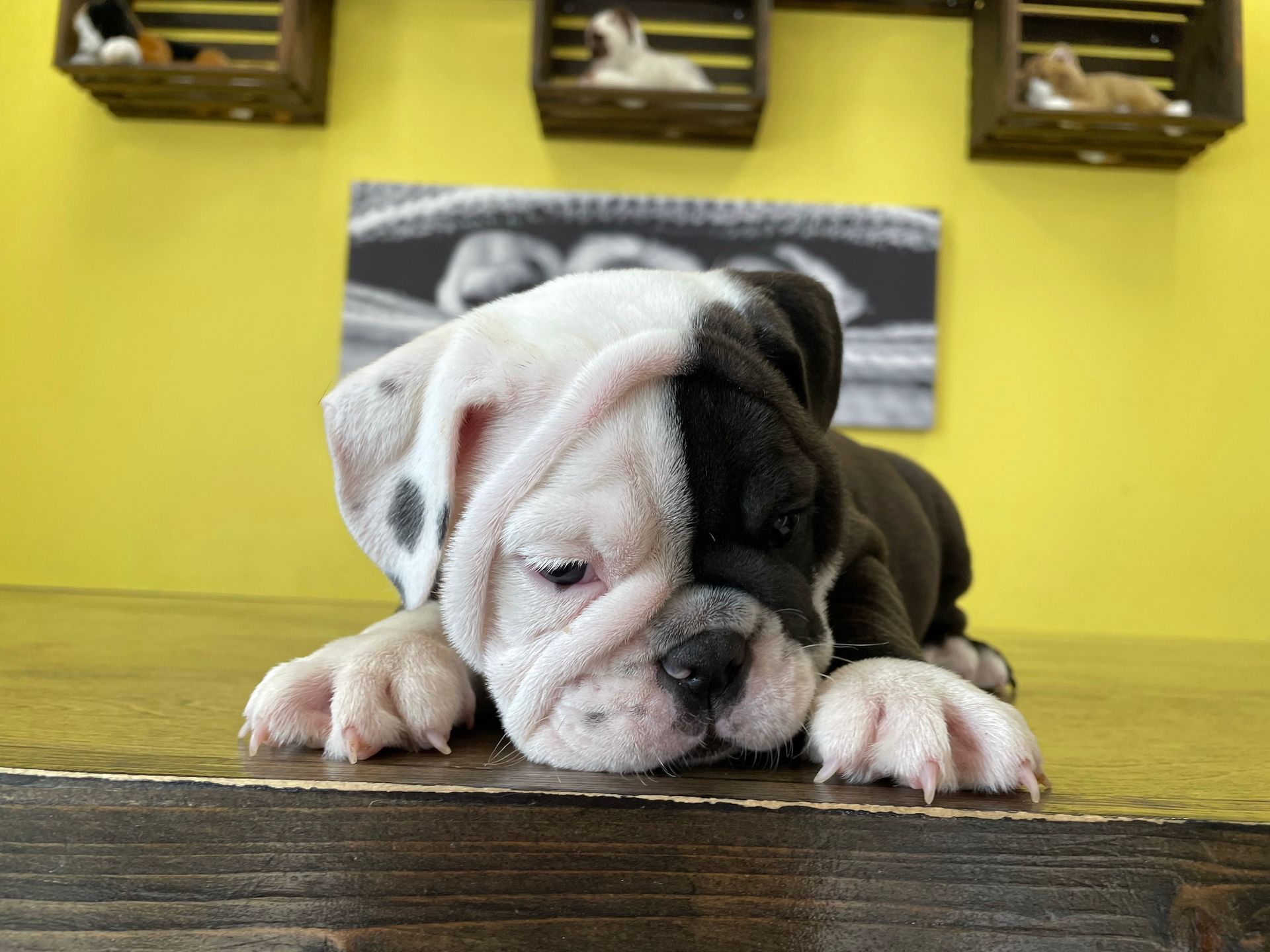 Mini Bulldog puppies for sale New York