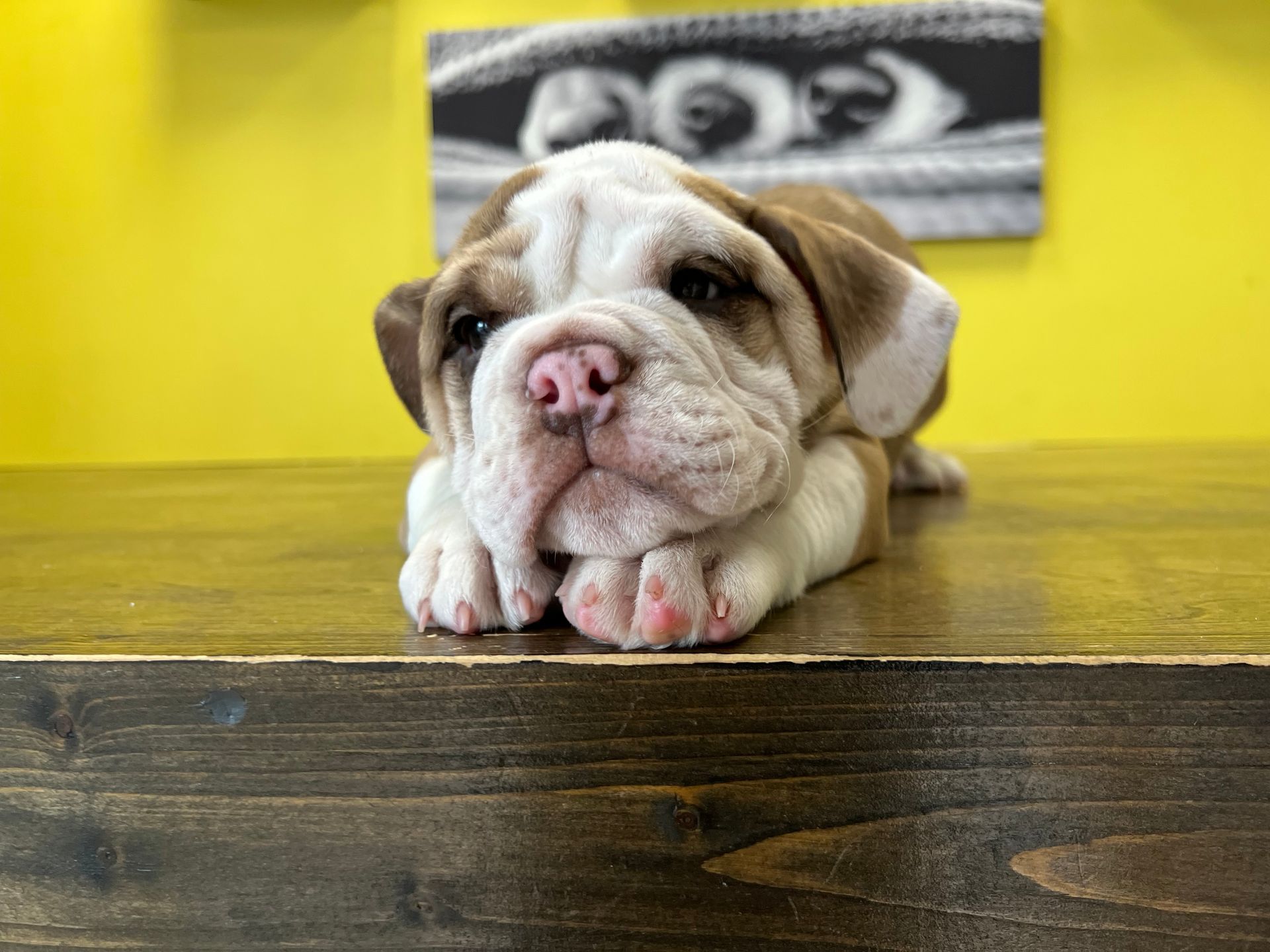 Mini Bulldog puppies New York