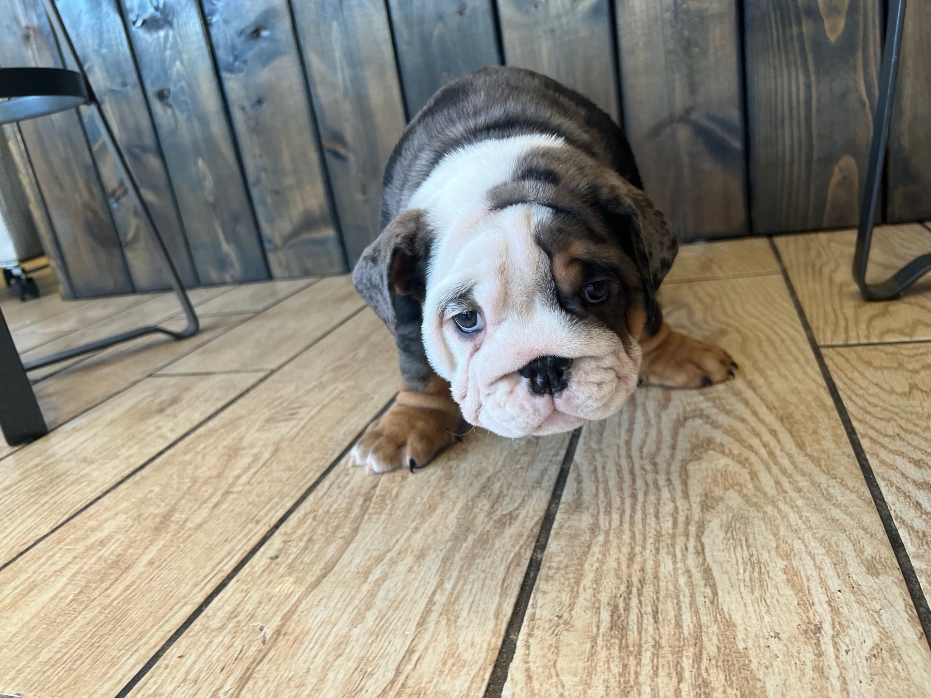 Mini Bulldog puppies for sale New York
