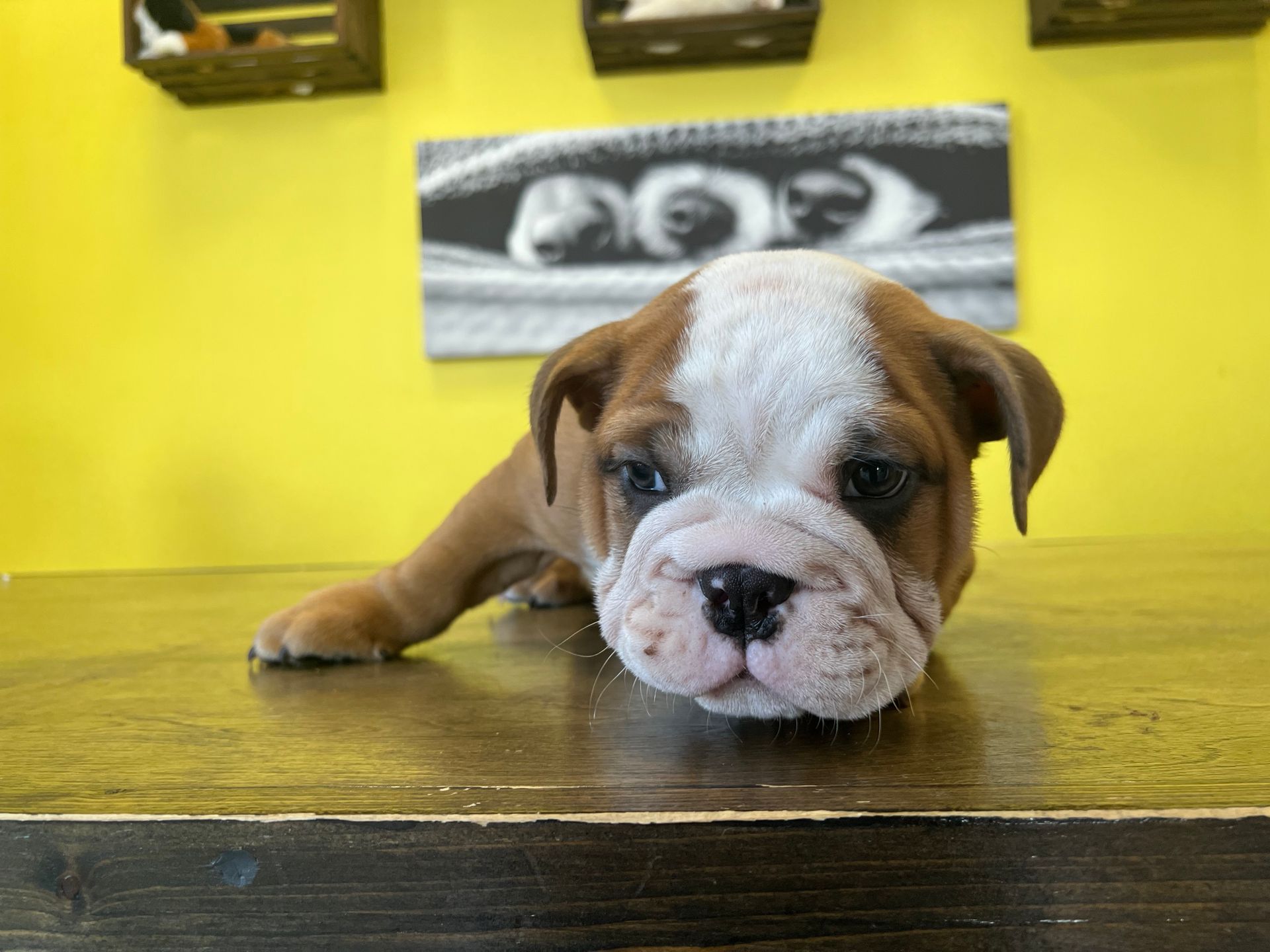 Mini Bulldog puppies New York