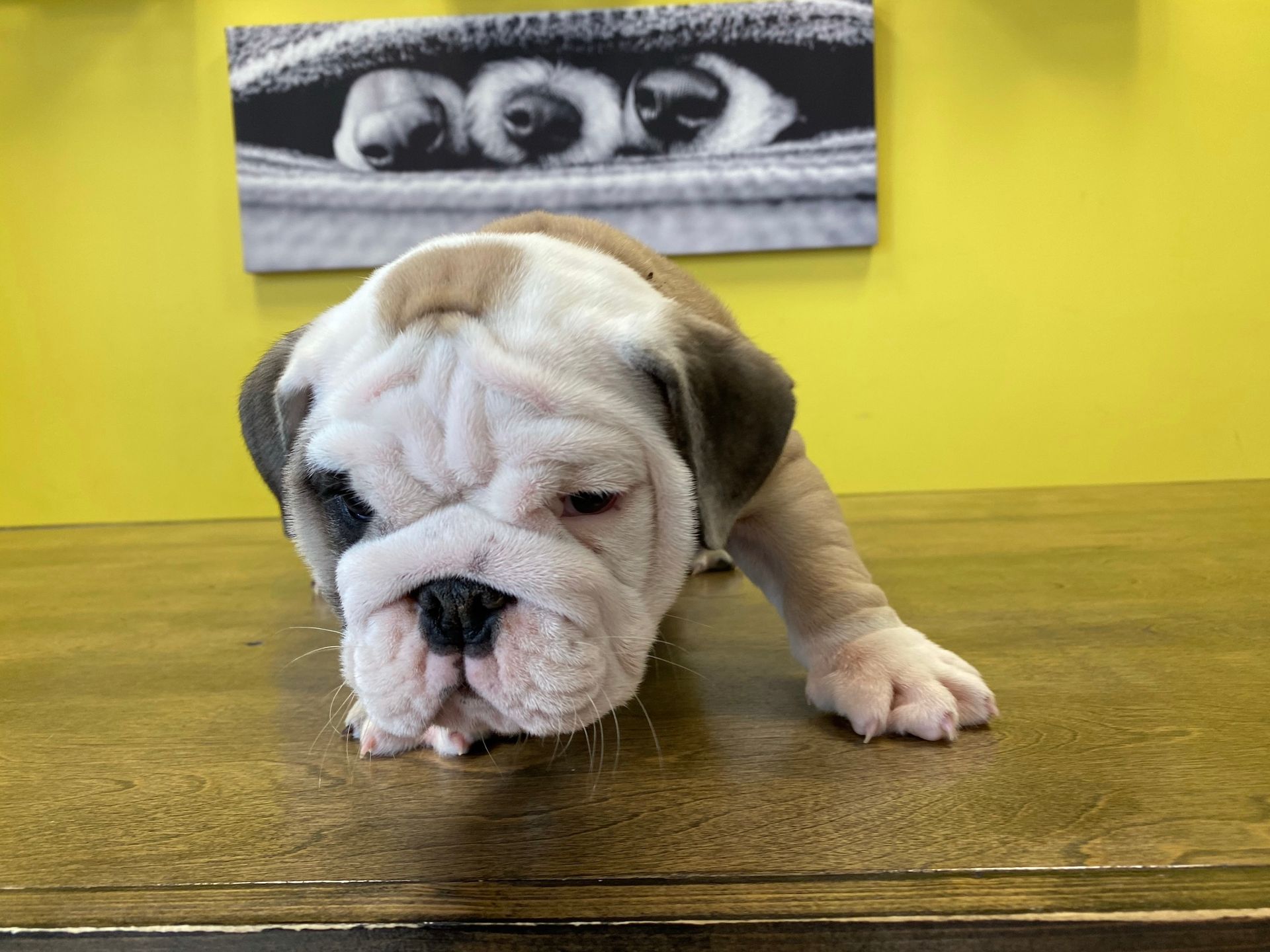 Mini Bulldog puppies for sale New York