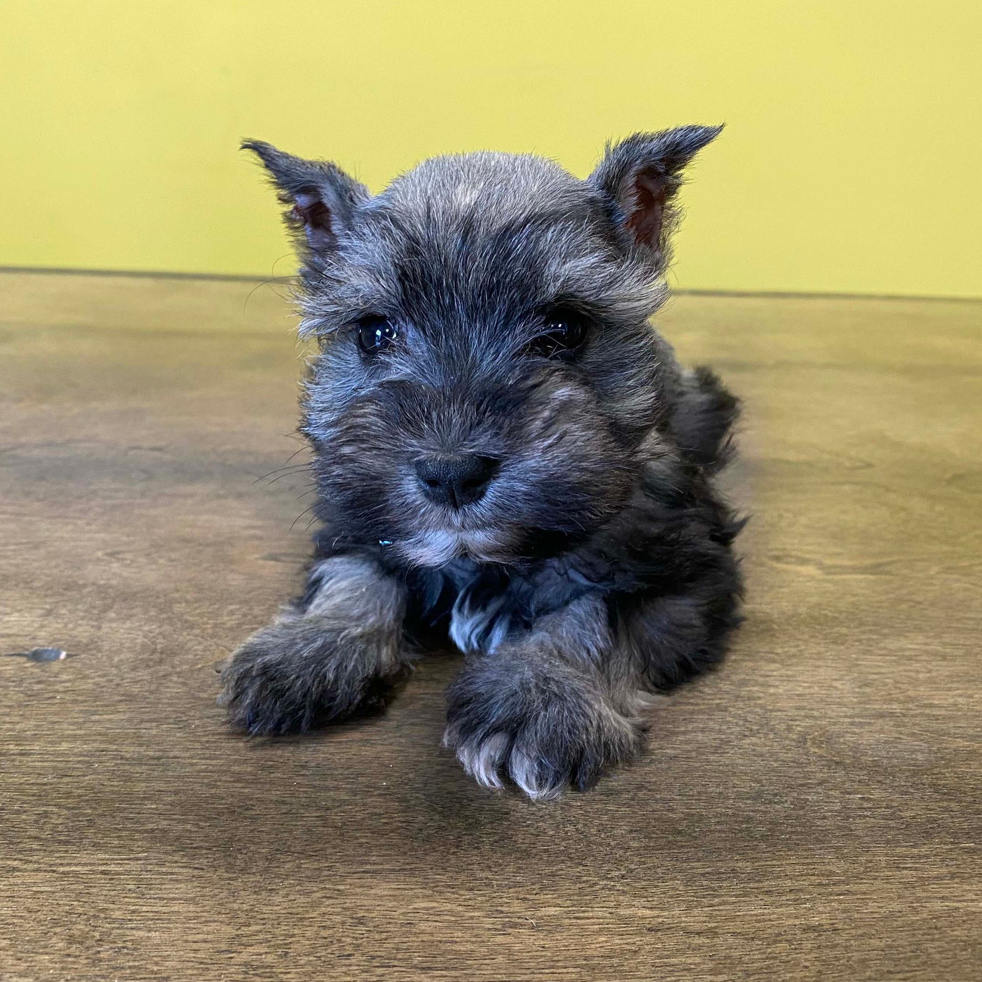 miniature schnauzer puppies MINIATURE SCHNAUZER PUPPIES FOR SALE