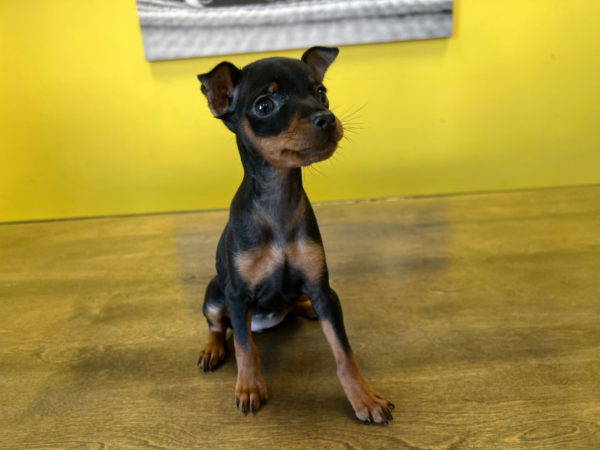 MIn Pin puppies New York