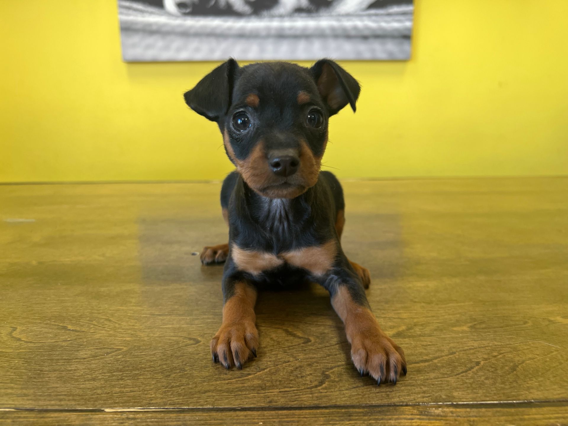 MIn Pin puppies New York