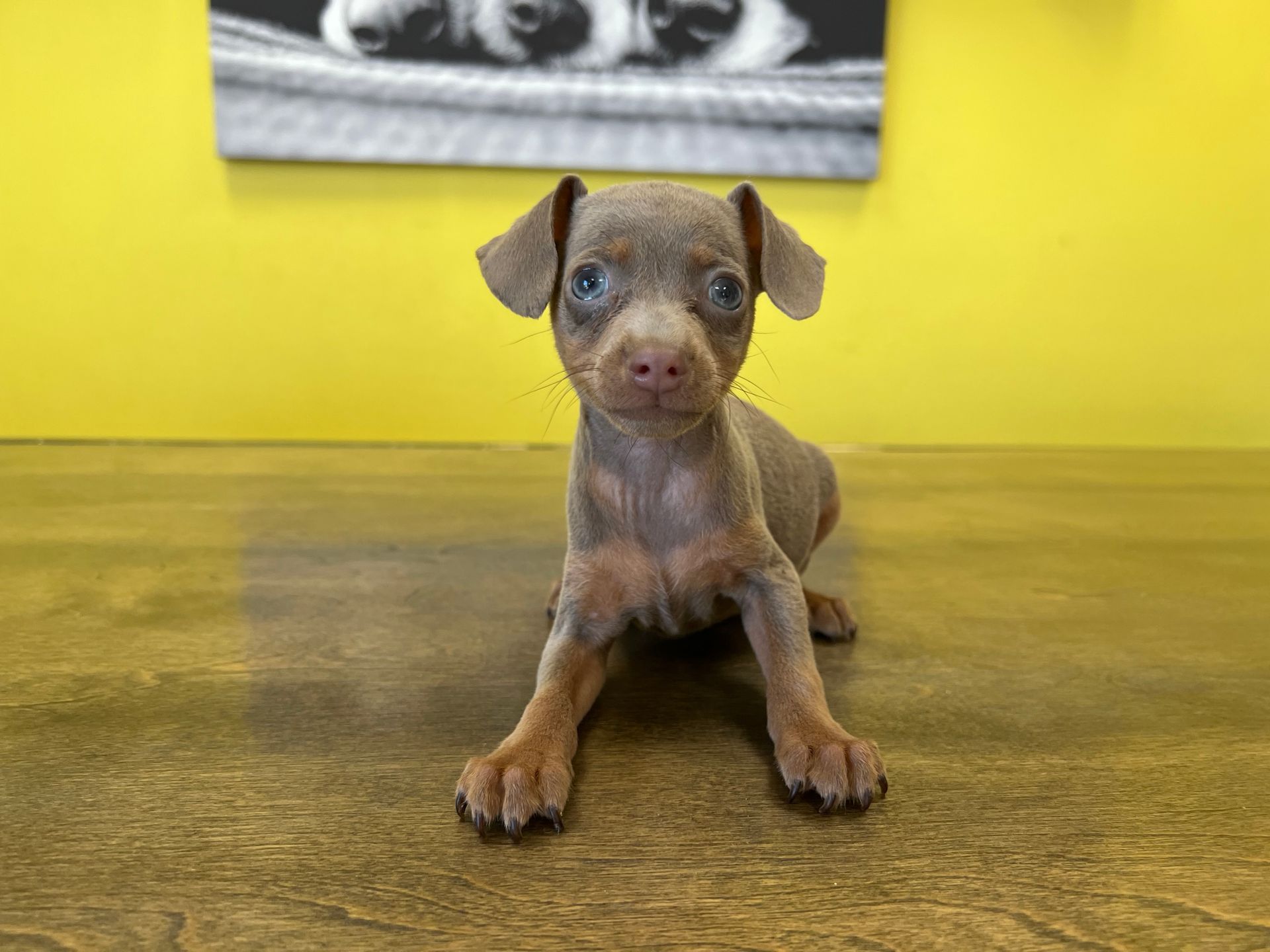 MIn Pin puppies for sale New York