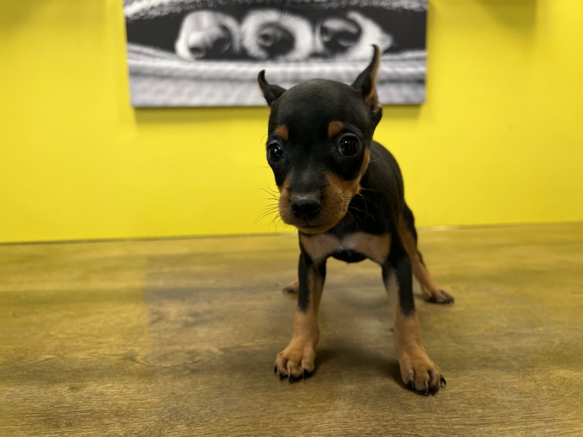 MIn Pin puppies New York