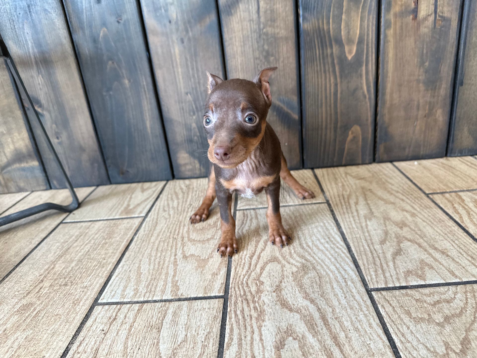 MIn Pin puppies for sale New York