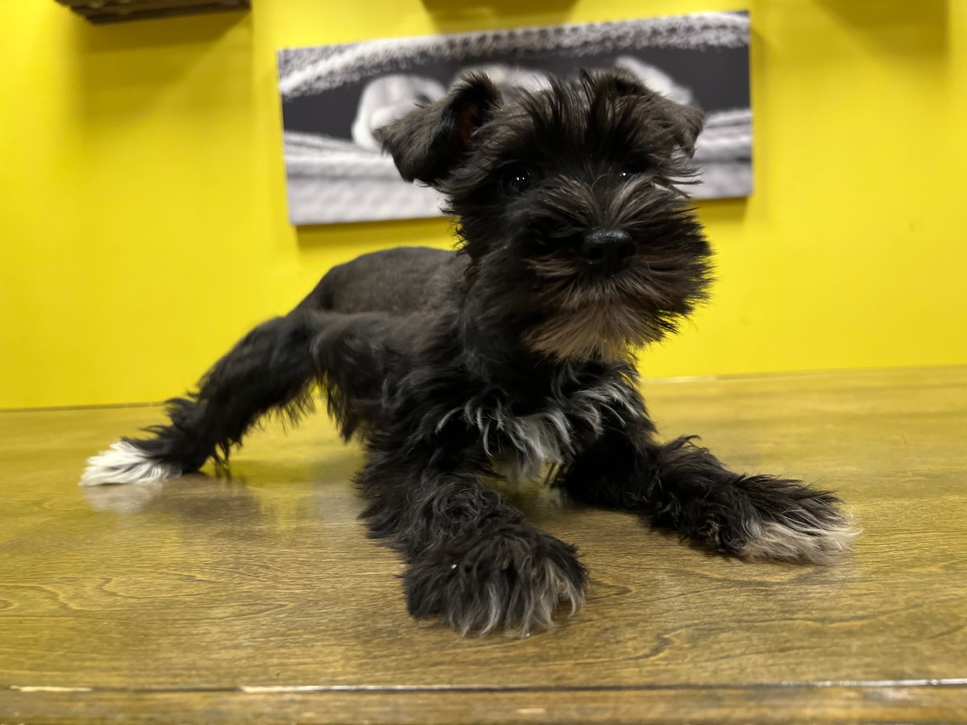 Schnauzer puppies New York