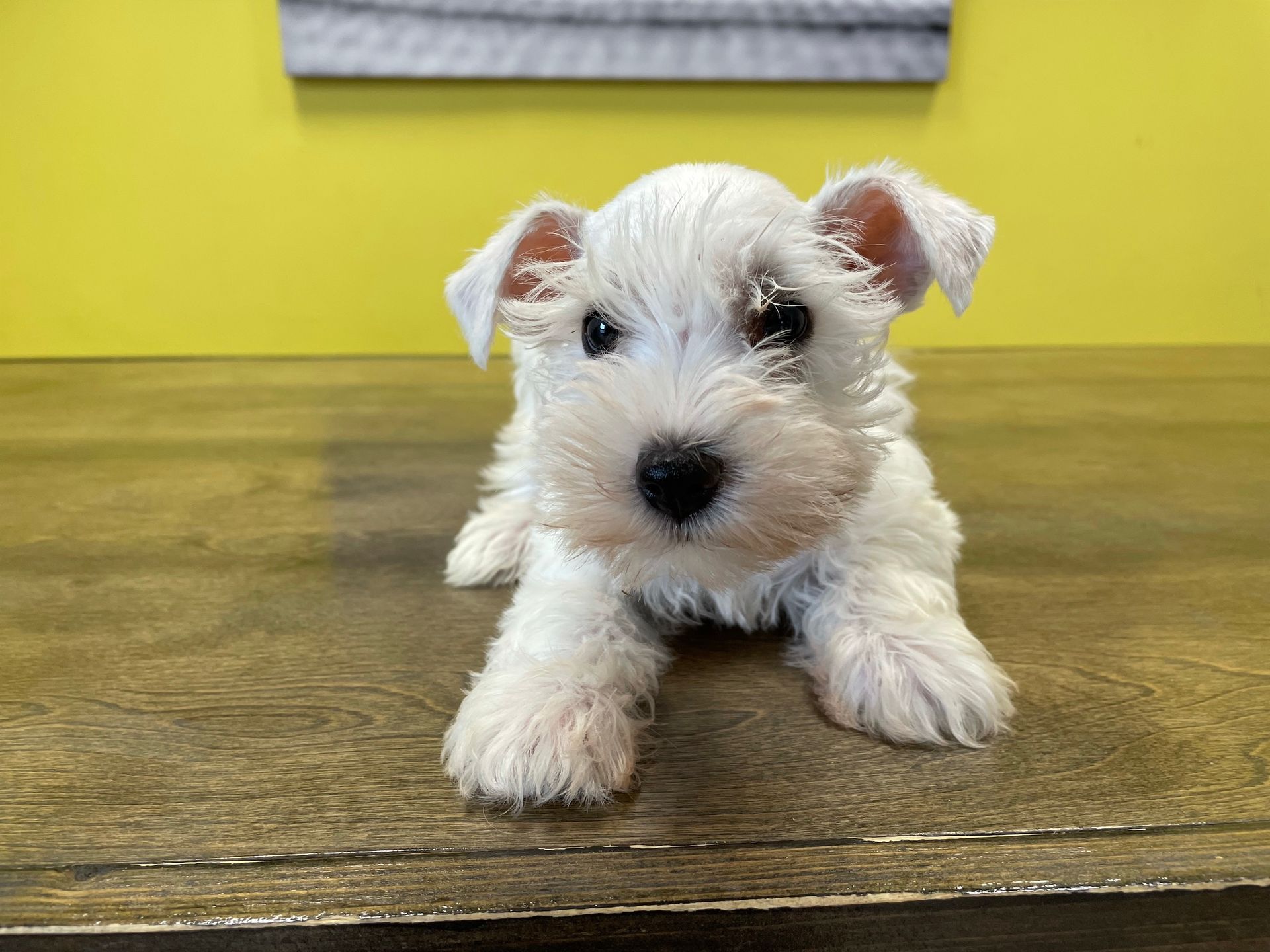 Schnauzer puppies for sale New York