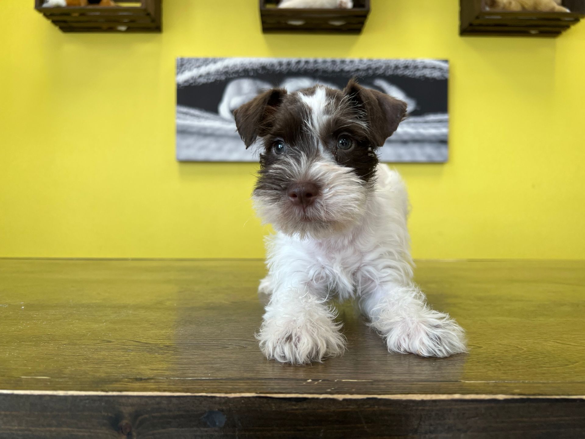 Schnauzer puppies New York